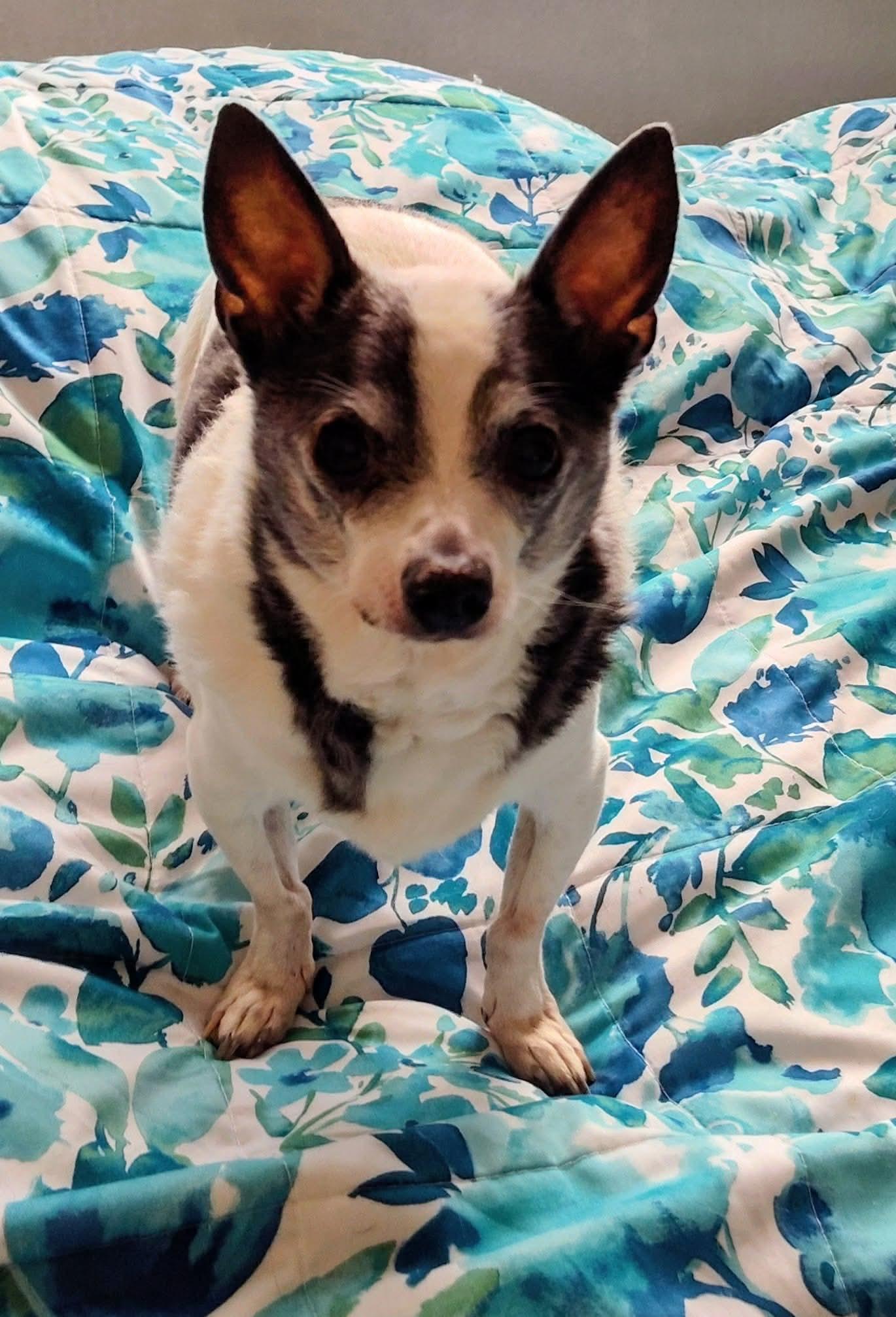 Enlarge Romeo, a Adoptable Chihuahua in Las Vegas, NV image 1/3