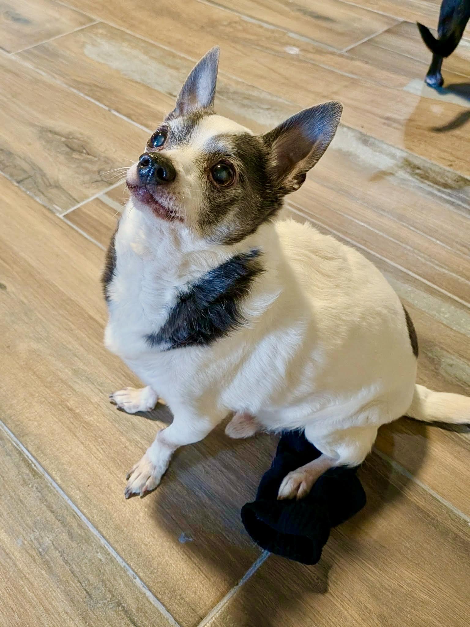 Enlarge Romeo, a Adoptable Chihuahua in Las Vegas, NV image 2/3