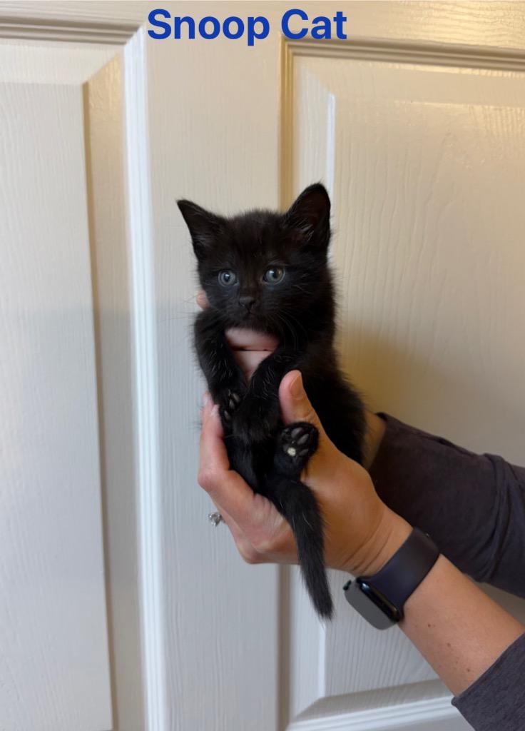 Enlarge Snoop Cat, a Adoptable mixed breed in Johnson City, TN image 4/4