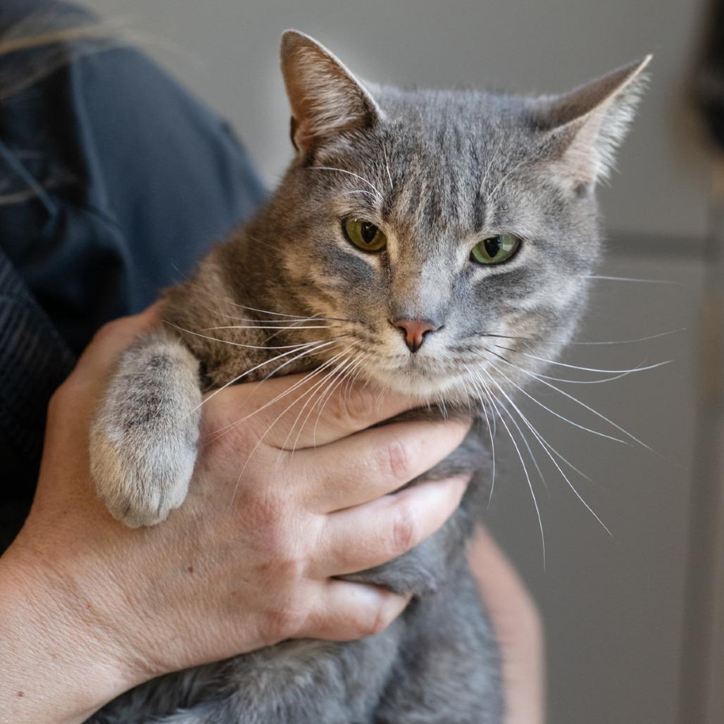 LYRA-30631, Adoptable, Young Female Domestic Short Hair.