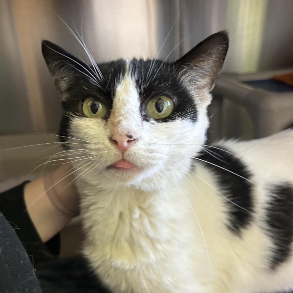 Enlarge Izzy, a Adoptable Domestic Short Hair in Emporia, KS image 3/4