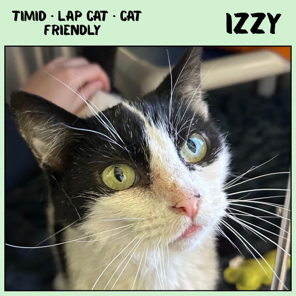 Enlarge Izzy, a Adoptable Domestic Short Hair in Emporia, KS image 4/4