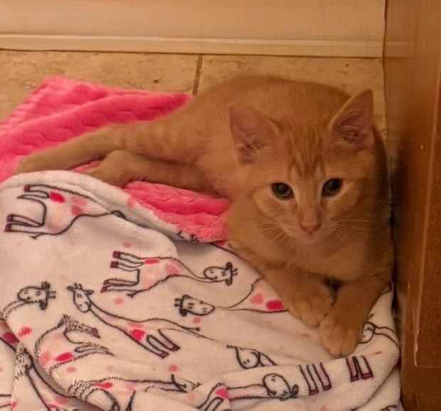Renji, Adoptable, Kitten Male Domestic Short Hair.