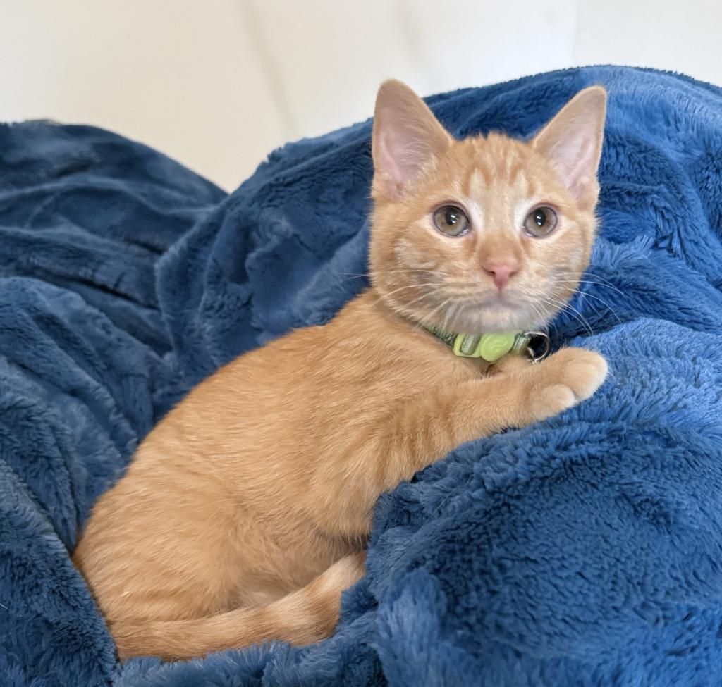Enlarge Renji, a Adoptable mixed breed in Salt Lake City, UT image 2/5