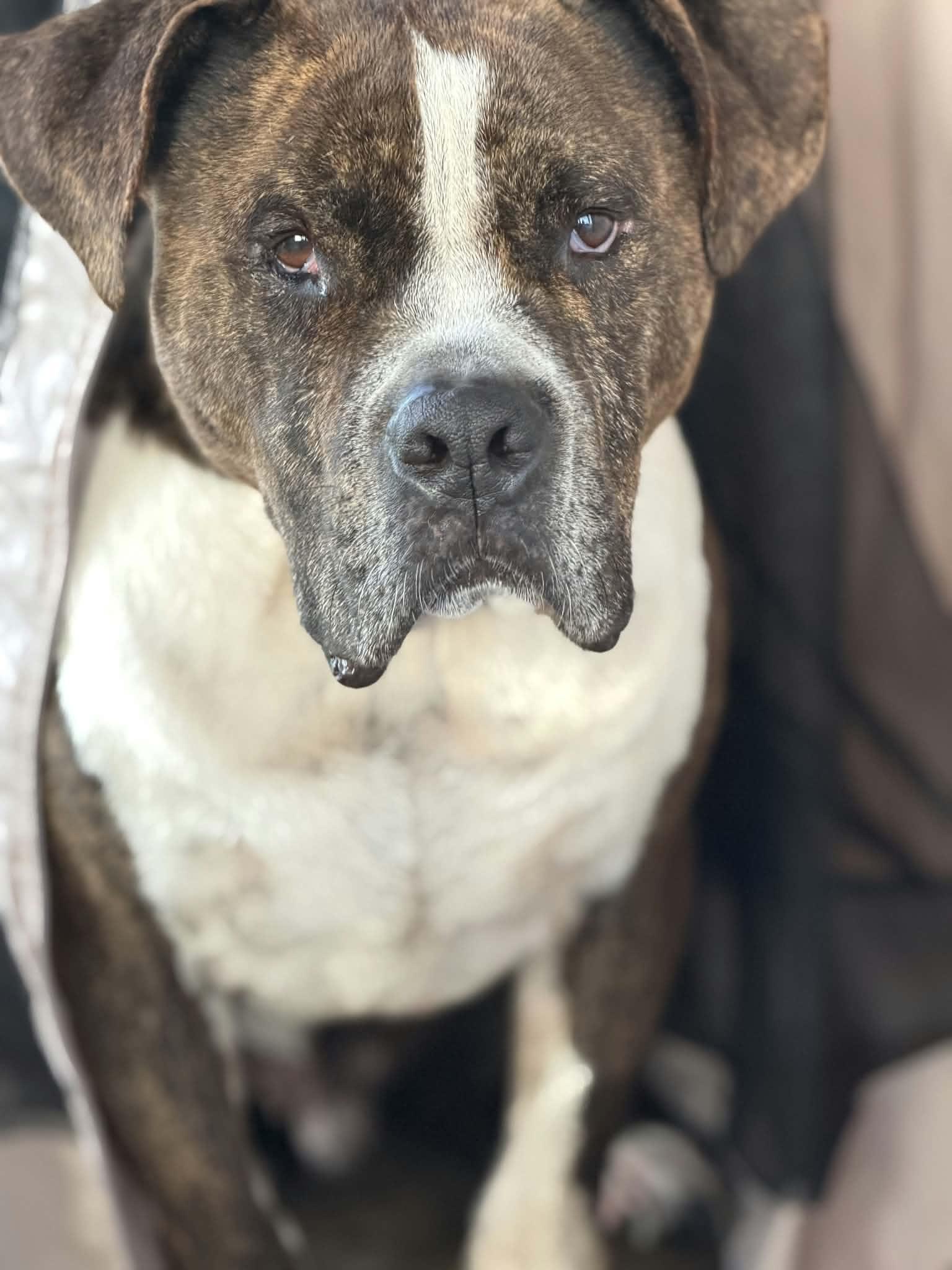 Enlarge Bandit (aka Badger), a Adoptable mixed breed in Watertown, WI image 3/6