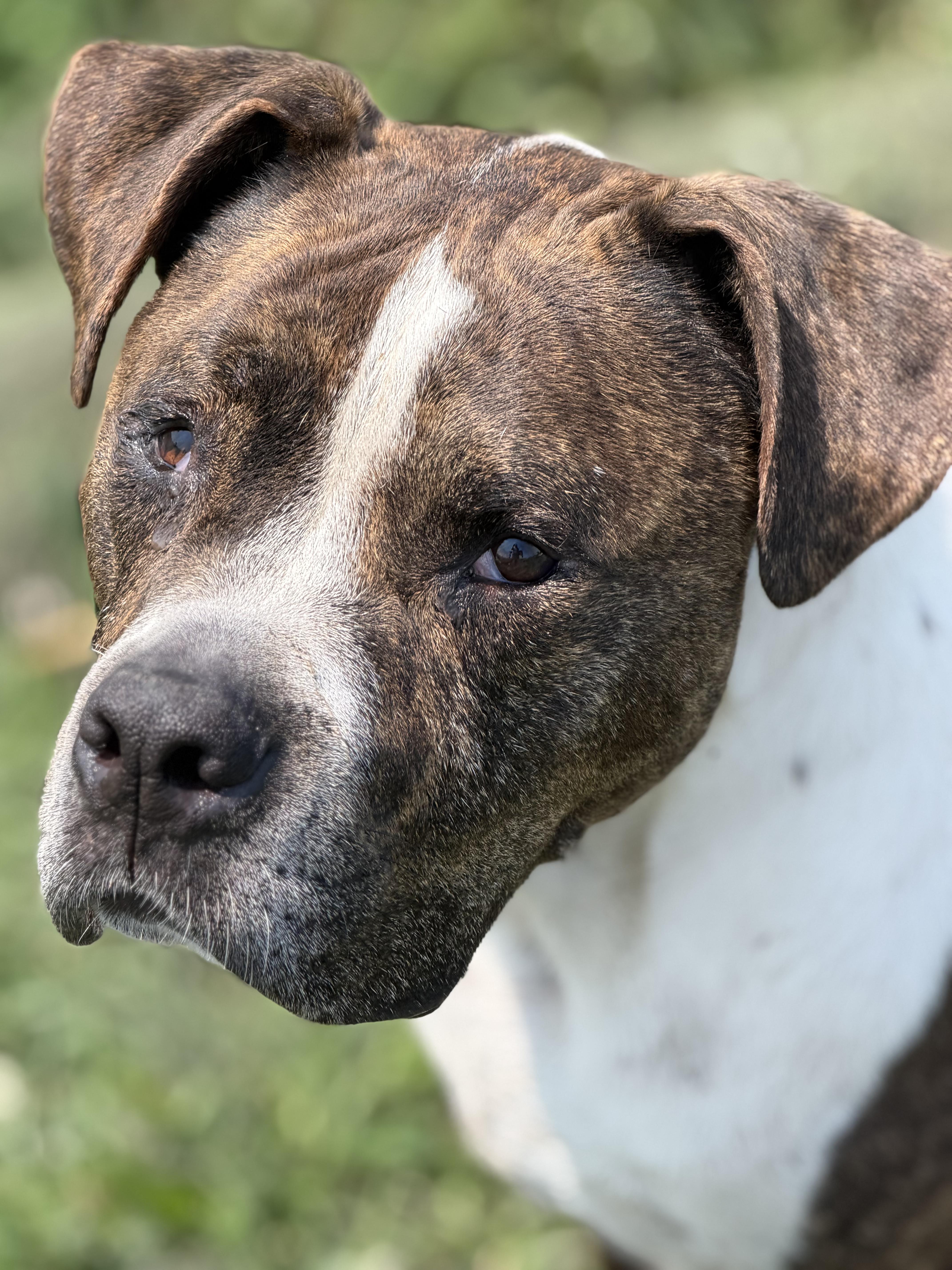 Enlarge Bandit (aka Badger), a Adoptable mixed breed in Watertown, WI image 4/6