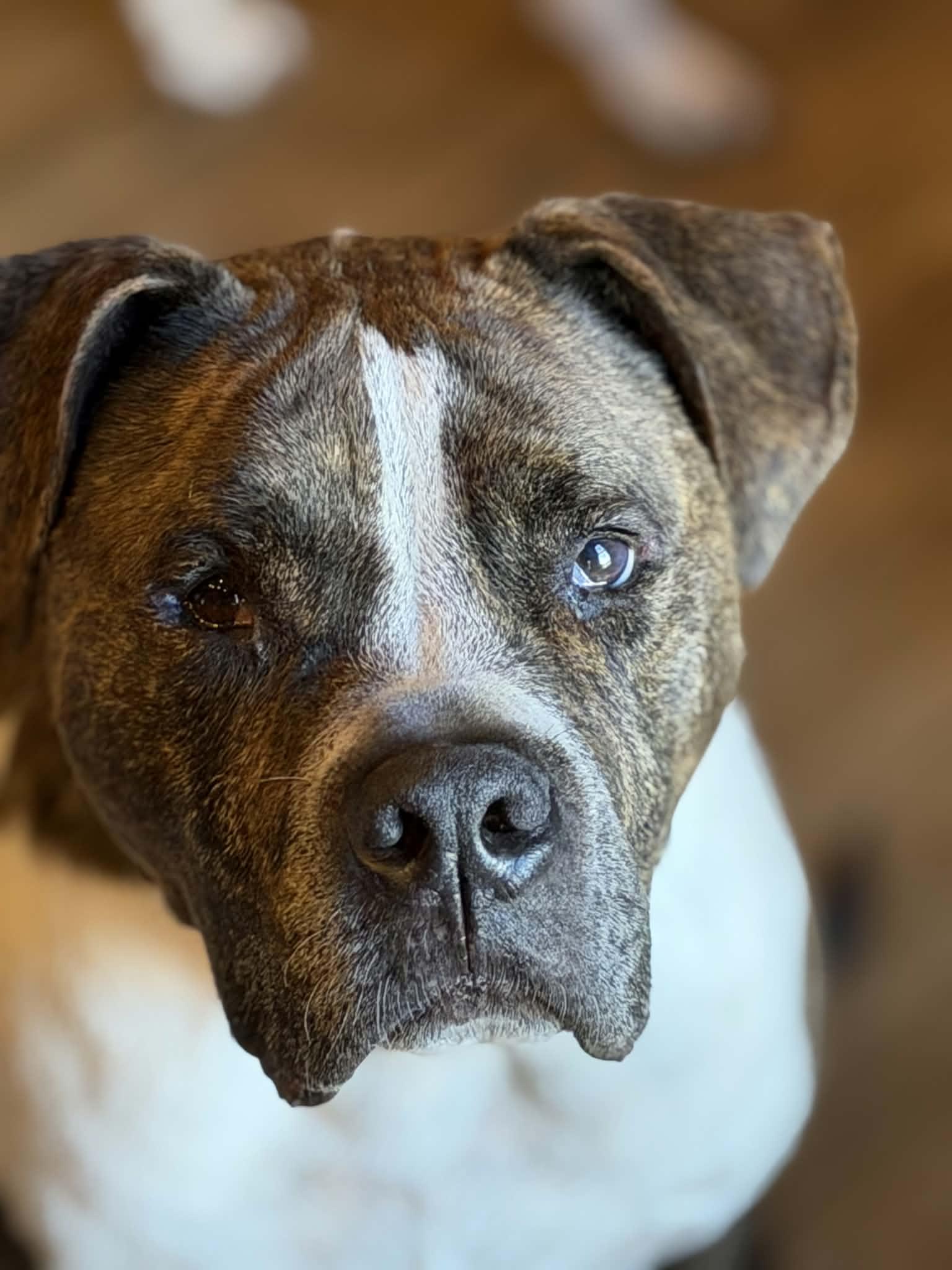 Bandit (aka Badger), Adoptable, Adult Male American Bulldog.