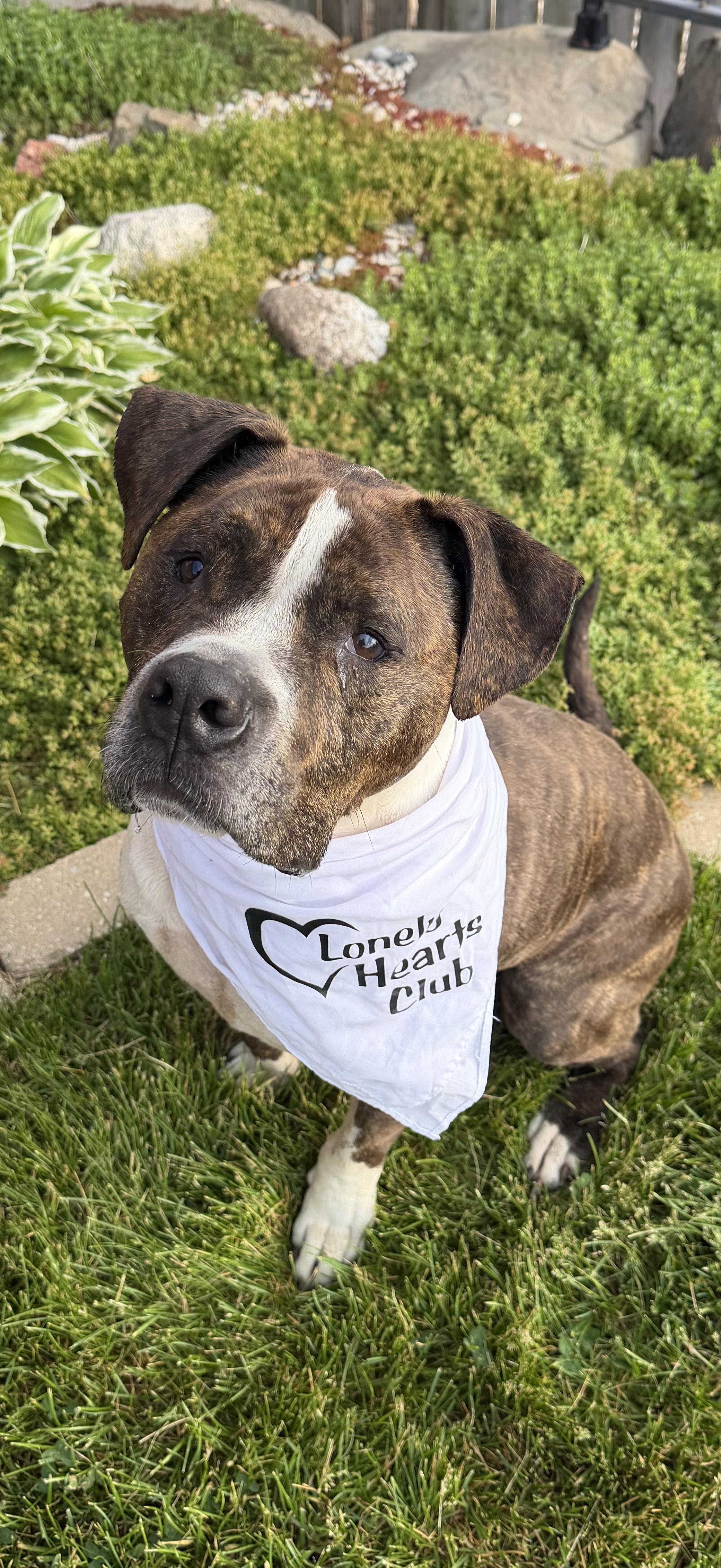 Enlarge Bandit (aka Badger), a Adoptable mixed breed in Watertown, WI image 5/6