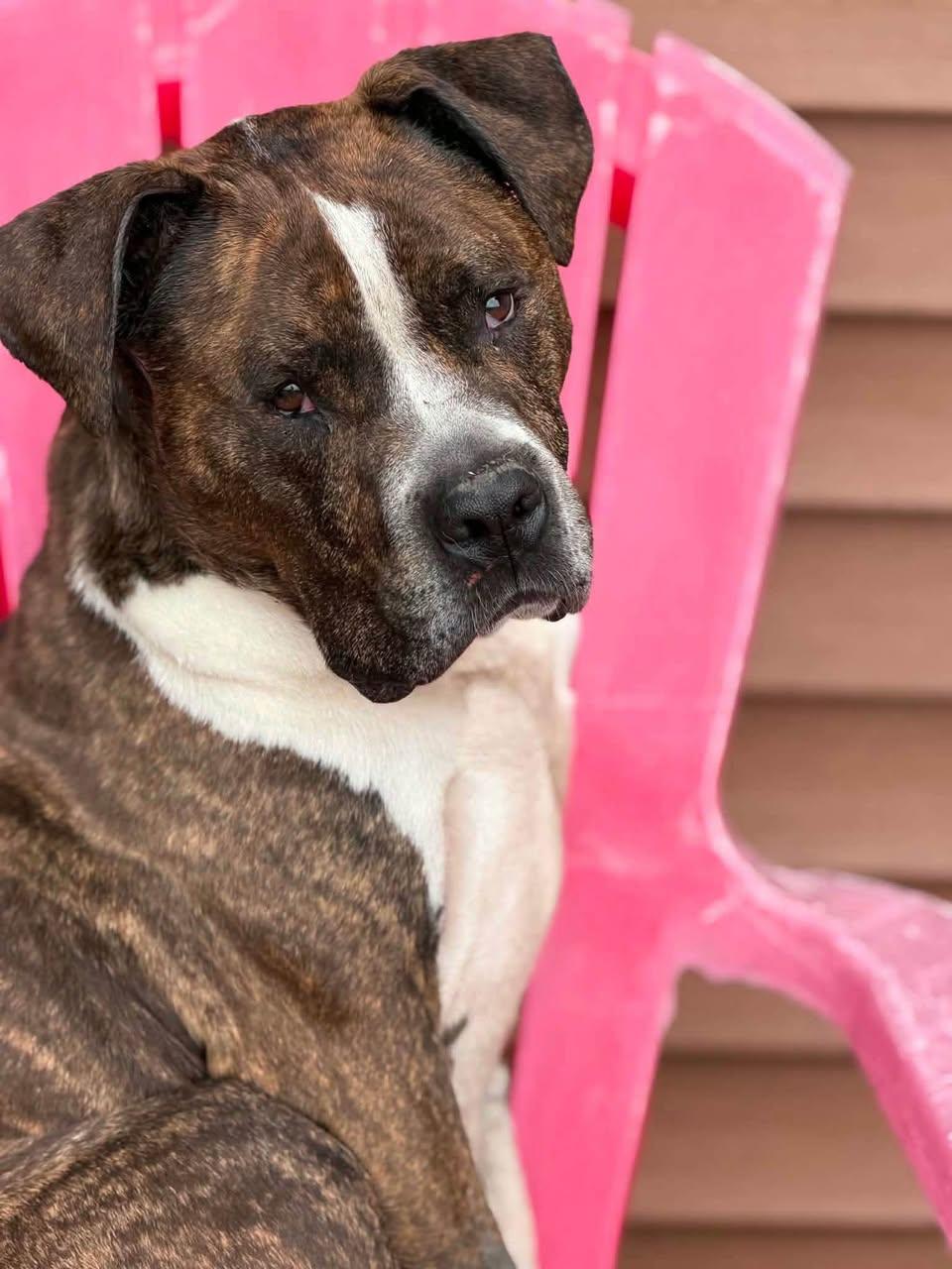 Enlarge Bandit (aka Badger), a Adoptable mixed breed in Watertown, WI image 6/6