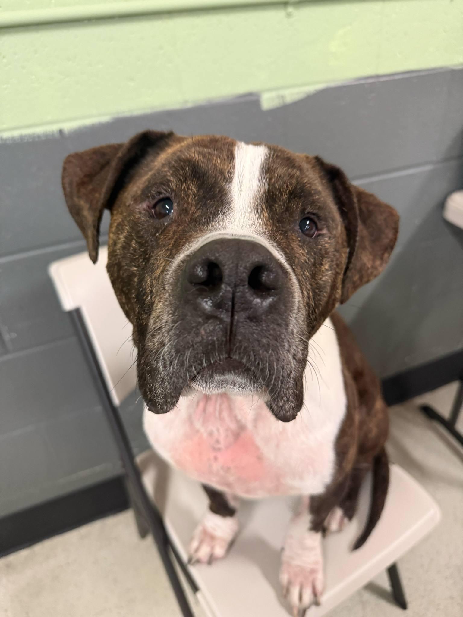Bandit (aka Badger)