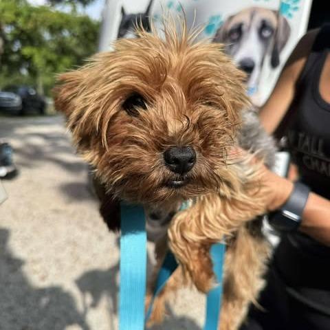 Enlarge Tomato, a Adoptable Yorkshire Terrier in St. Charles, IL image 2/6