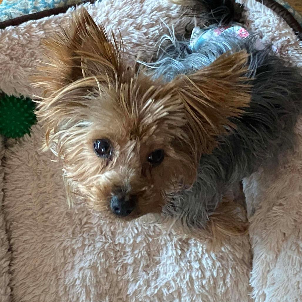 Enlarge Tomato, a Adoptable Yorkshire Terrier in St. Charles, IL image 3/6