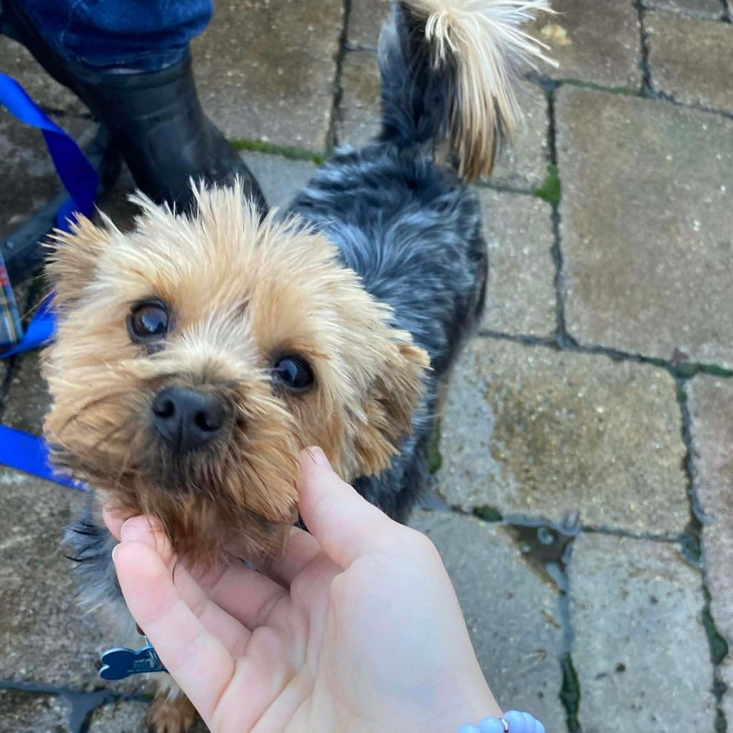 Enlarge Tomato, a Adoptable Yorkshire Terrier in St. Charles, IL image 4/6