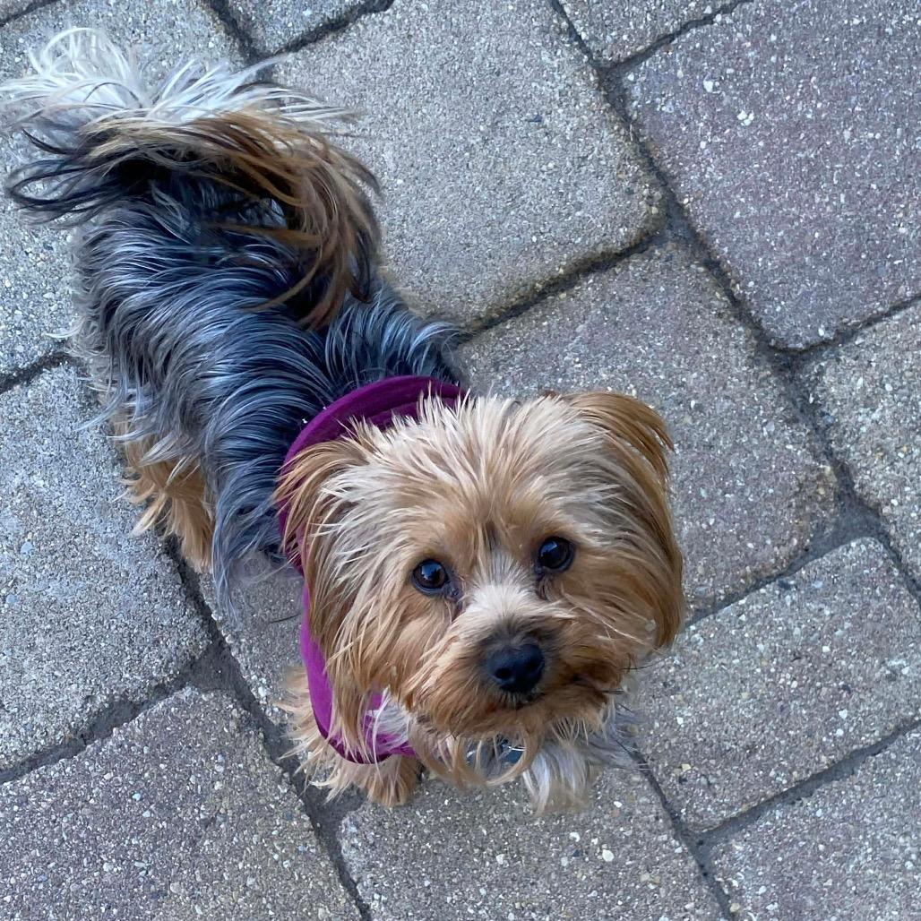 Enlarge Tomato, a Adoptable Yorkshire Terrier in St. Charles, IL image 5/6