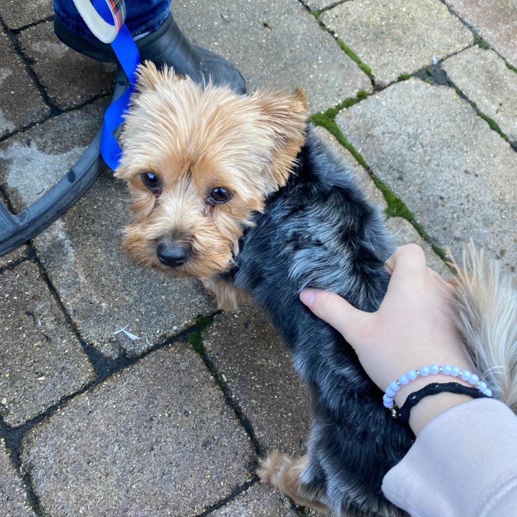 Enlarge Tomato, a Adoptable Yorkshire Terrier in St. Charles, IL image 6/6