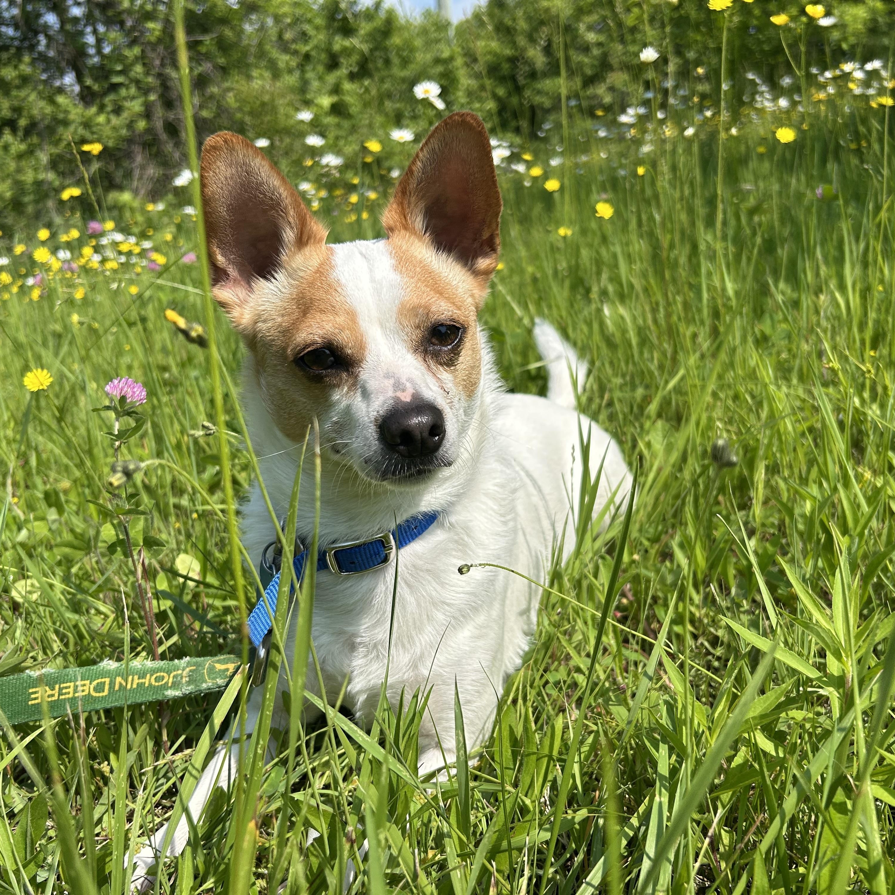 Elvis 1