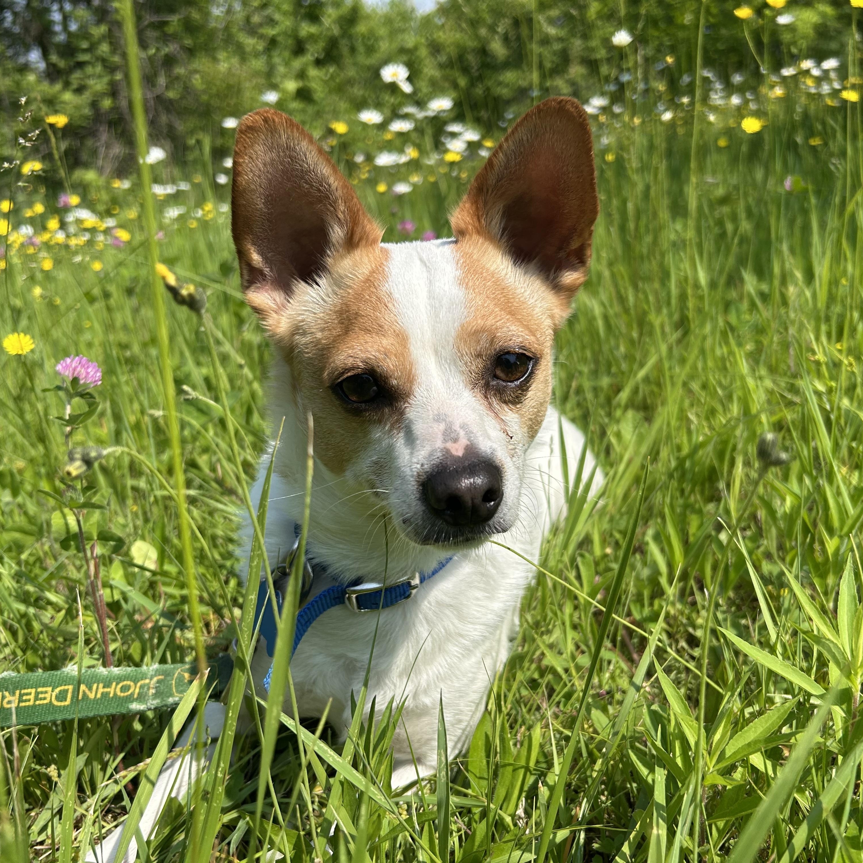 Elvis 5