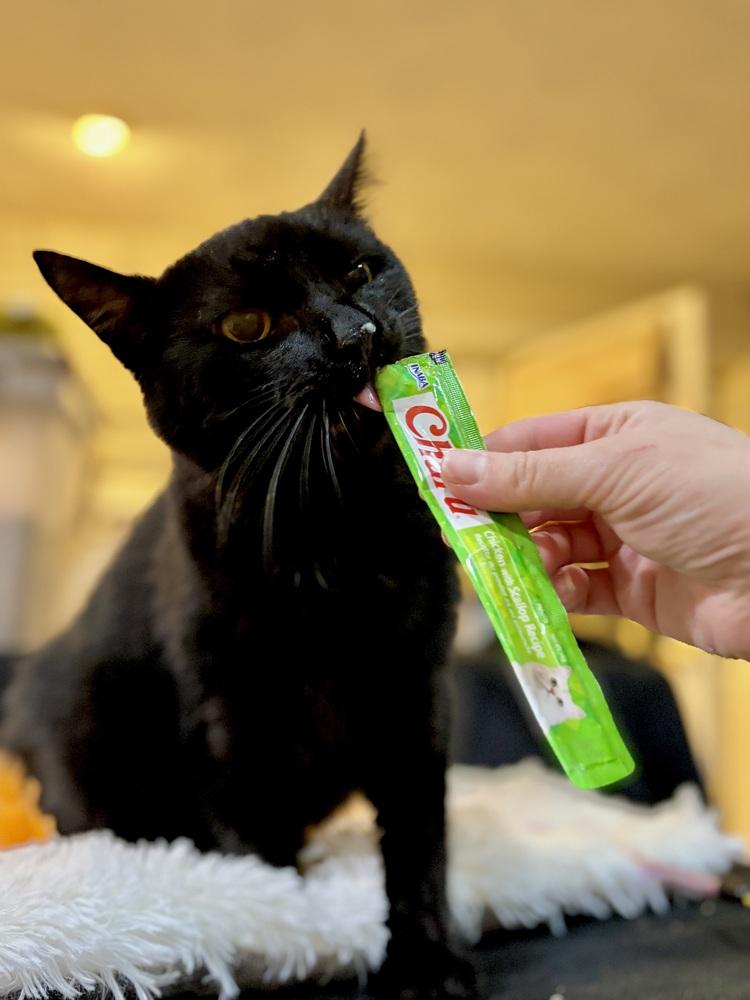 Edgar, Adoptable, Adult Male Domestic Short Hair.