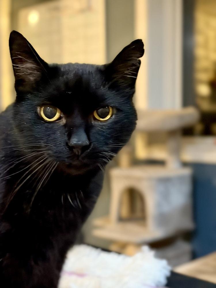Enlarge Edgar, a Adoptable Domestic Short Hair in Loveland, OH image 2/2