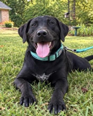 Collard Lonestar, Adoptable, Puppy Male Black Labrador Retriever.