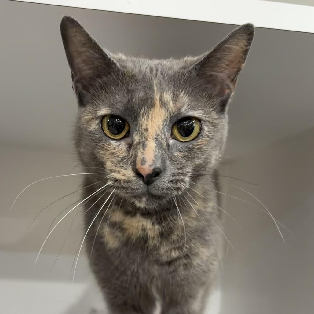 Towhee — thumbnail 2