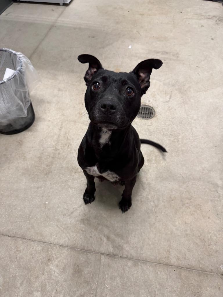 Momma Mia, ADOPTABLE, Adult Female Labrador Retriever.