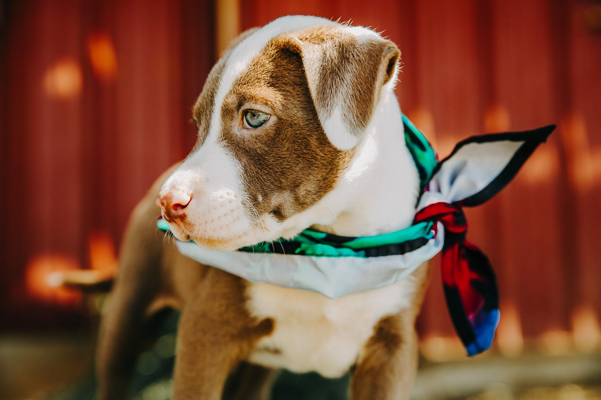 Enlarge Jerry, an adopted mixed breed in Seguin, TX image 6/6