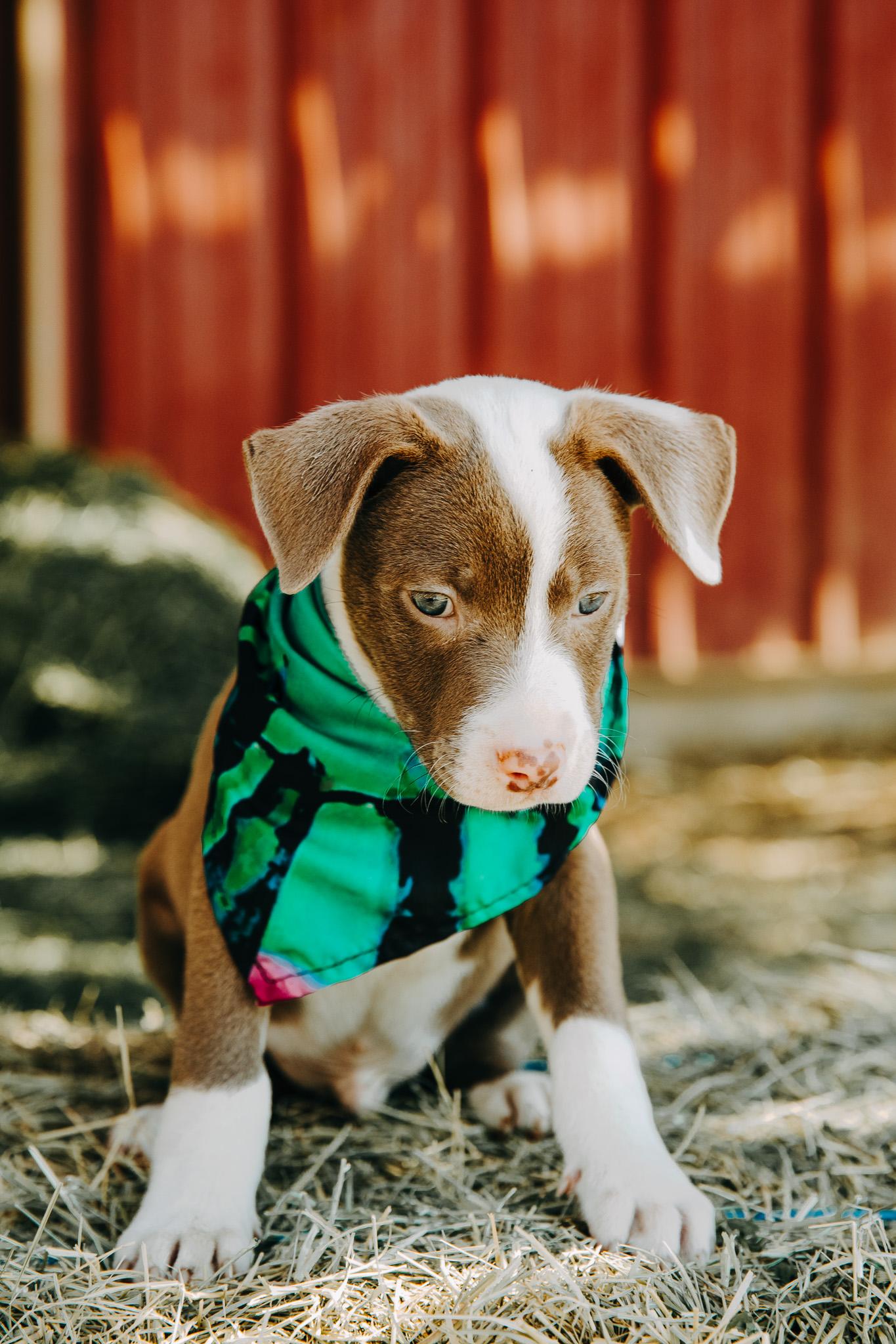 Enlarge Jerry, an adopted mixed breed in Seguin, TX image 5/6