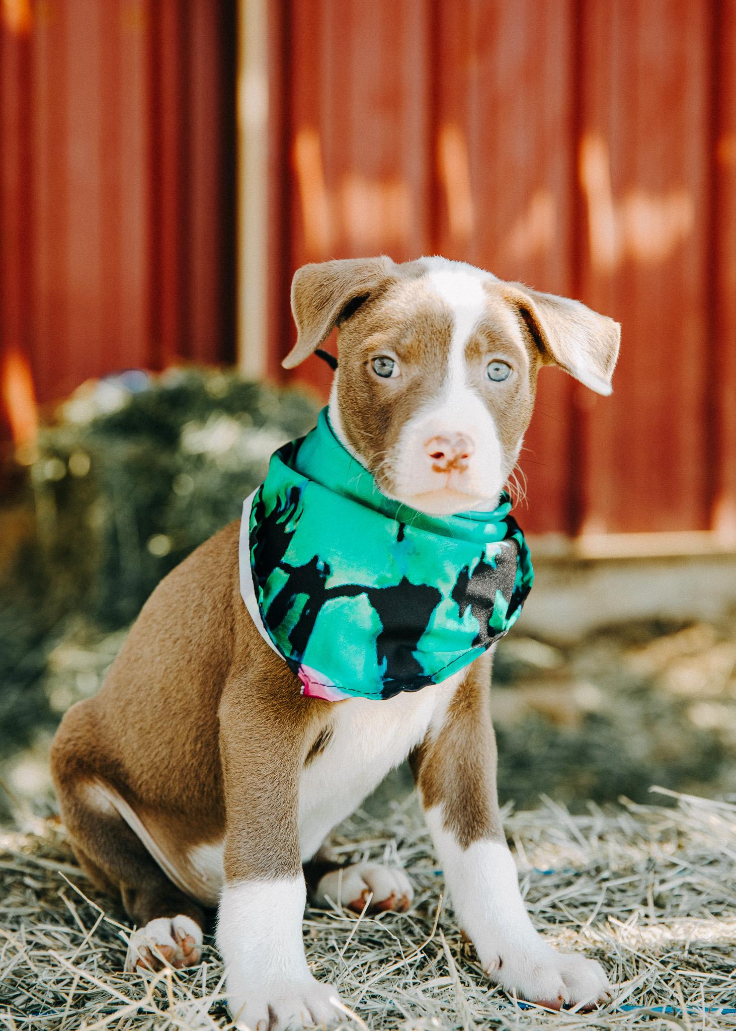 Enlarge Jerry, an adopted mixed breed in Seguin, TX image 4/6