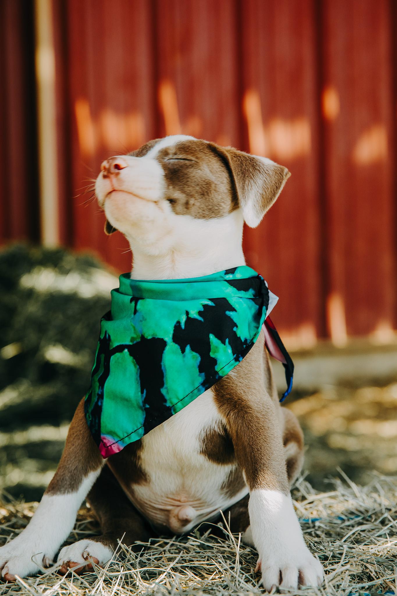 Enlarge Jerry, an adopted mixed breed in Seguin, TX image 1/6