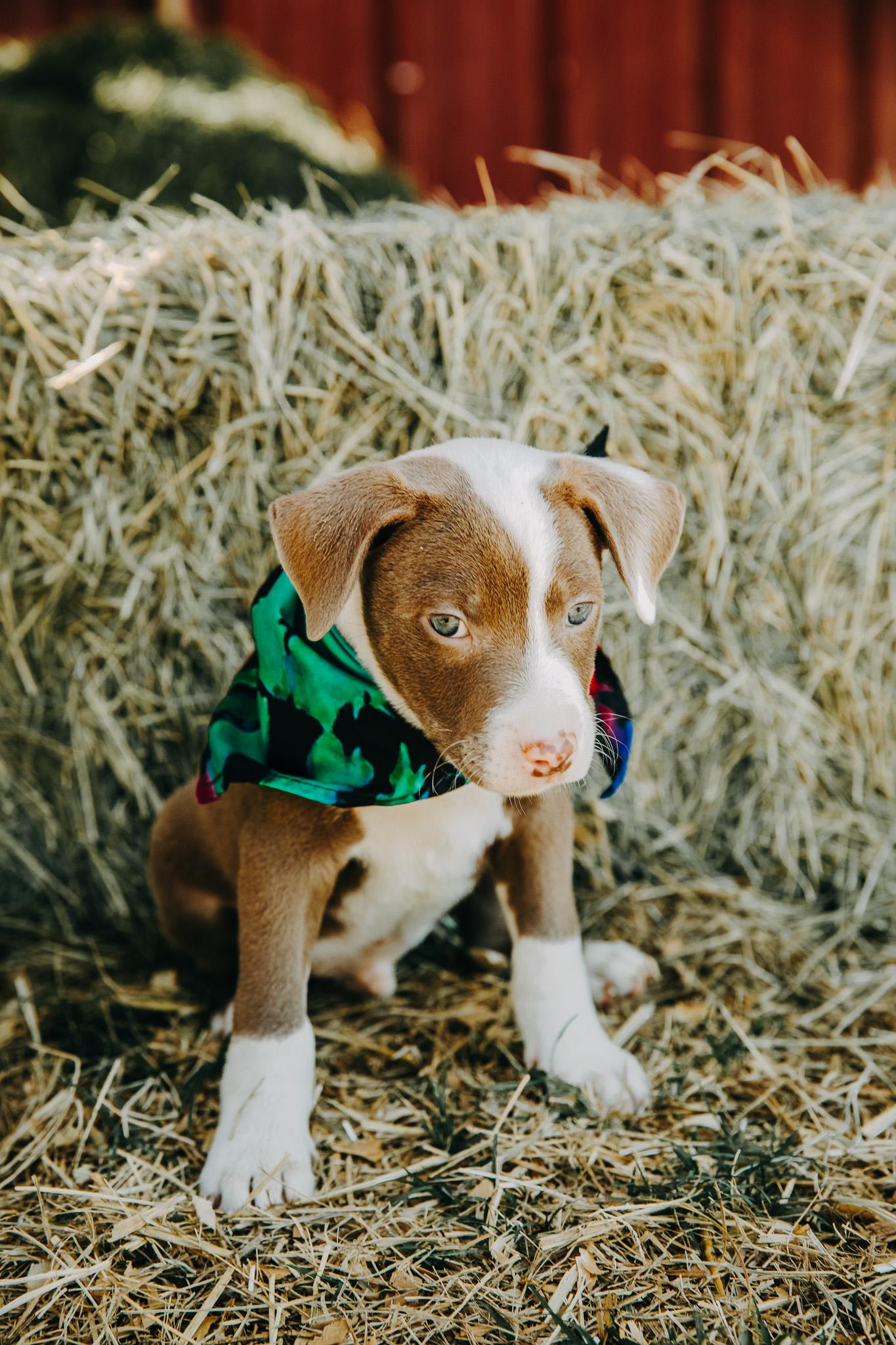Enlarge Jerry, an adopted mixed breed in Seguin, TX image 3/6