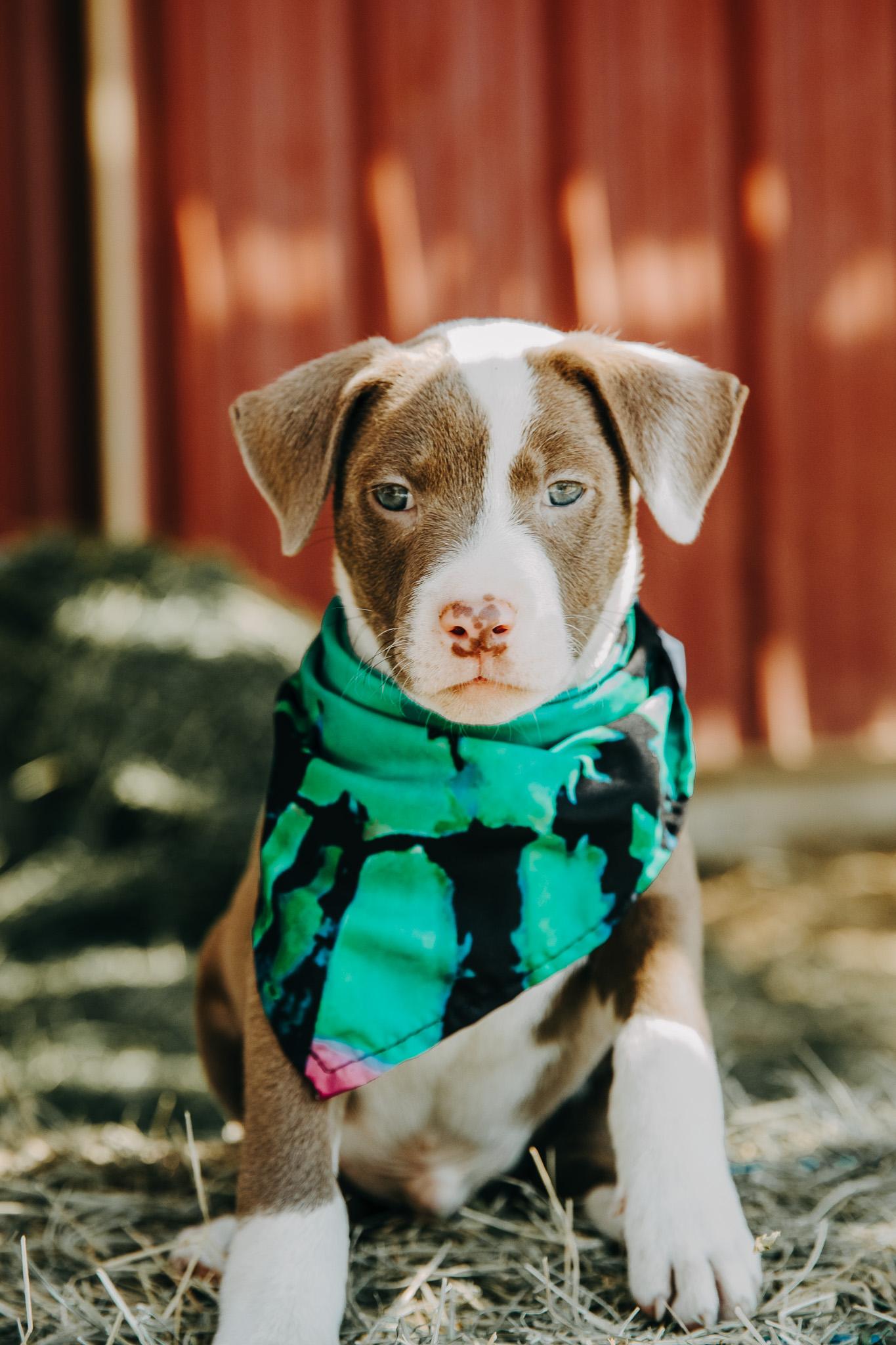 Enlarge Jerry, an adopted mixed breed in Seguin, TX image 2/6