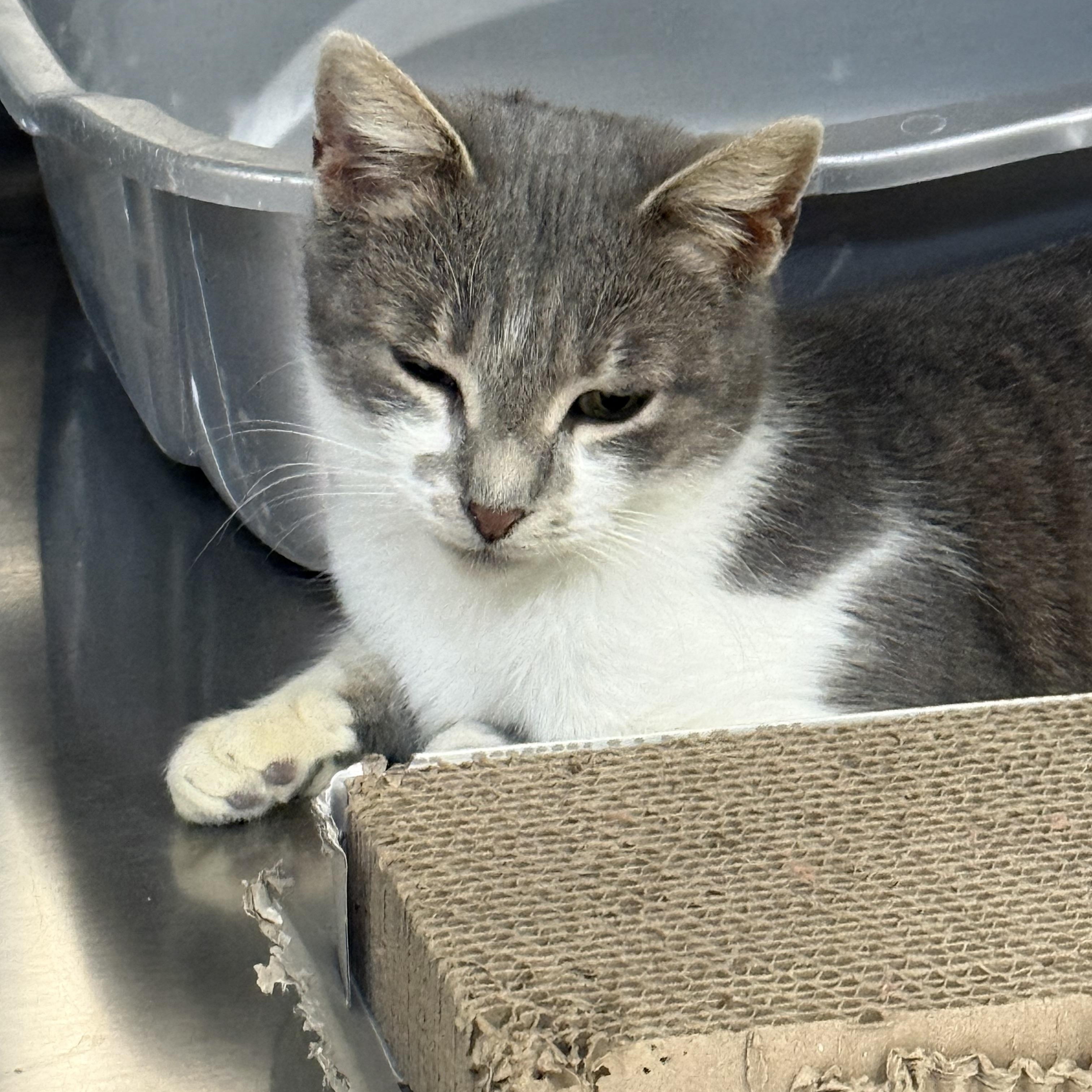 Emory, Adoptable, Adult Female Domestic Short Hair.