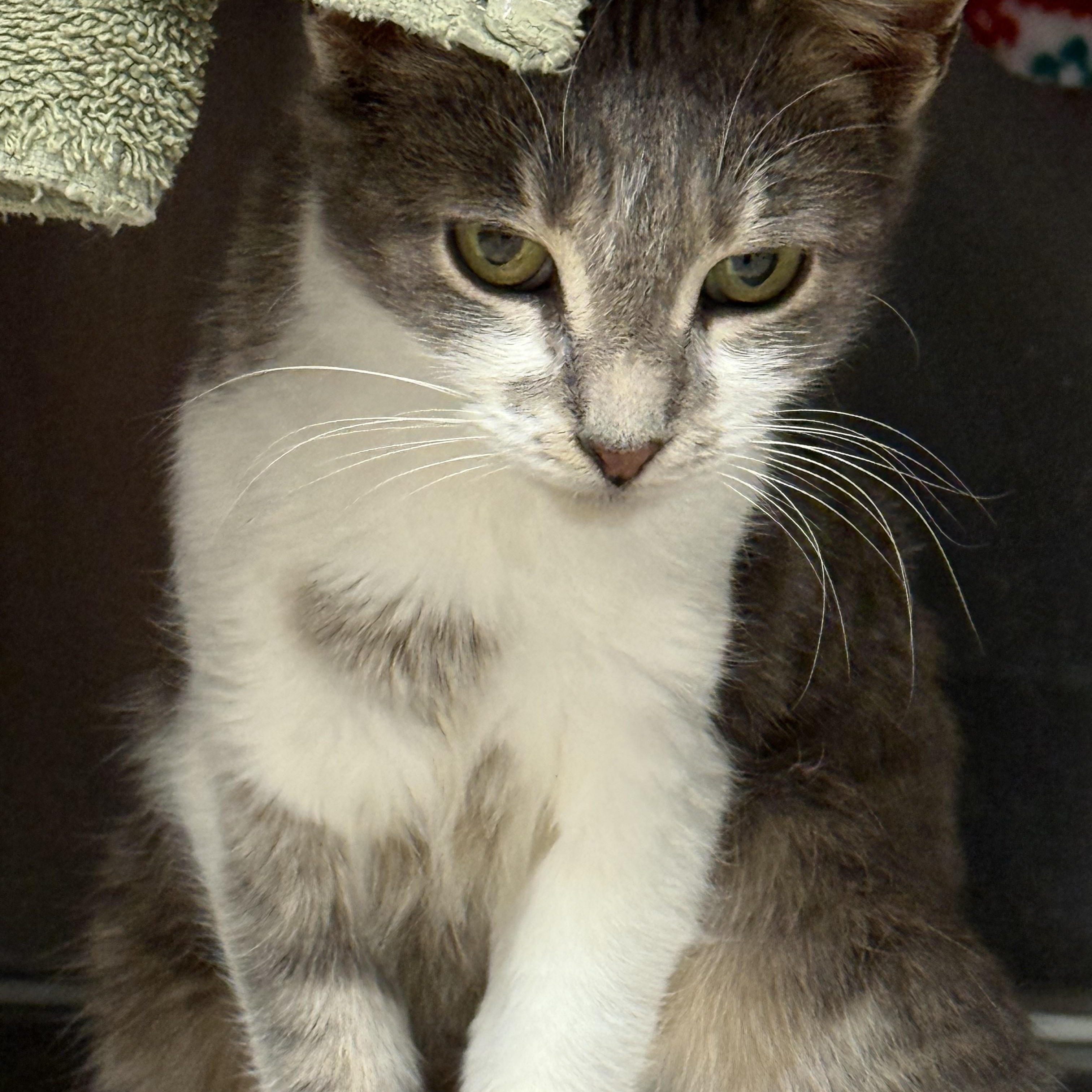 Enlarge Emory, a Adoptable Domestic Short Hair in Plymouth, MA image 2/3