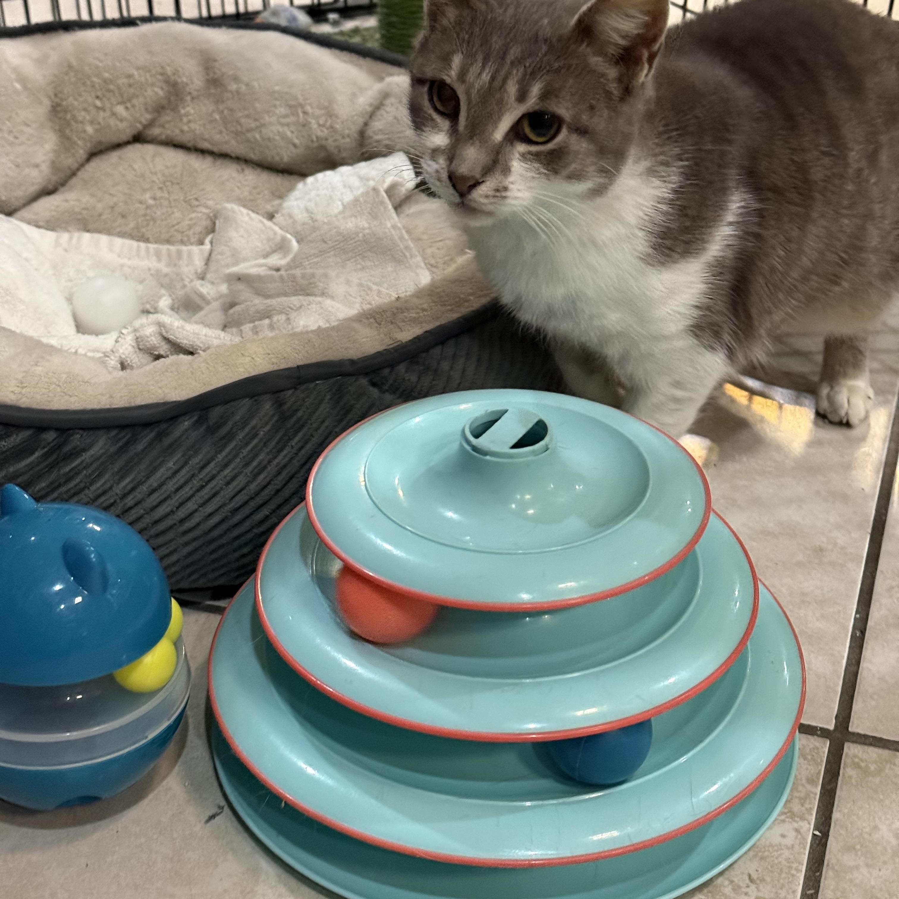 Enlarge Emory, a Adoptable Domestic Short Hair in Plymouth, MA image 2/4