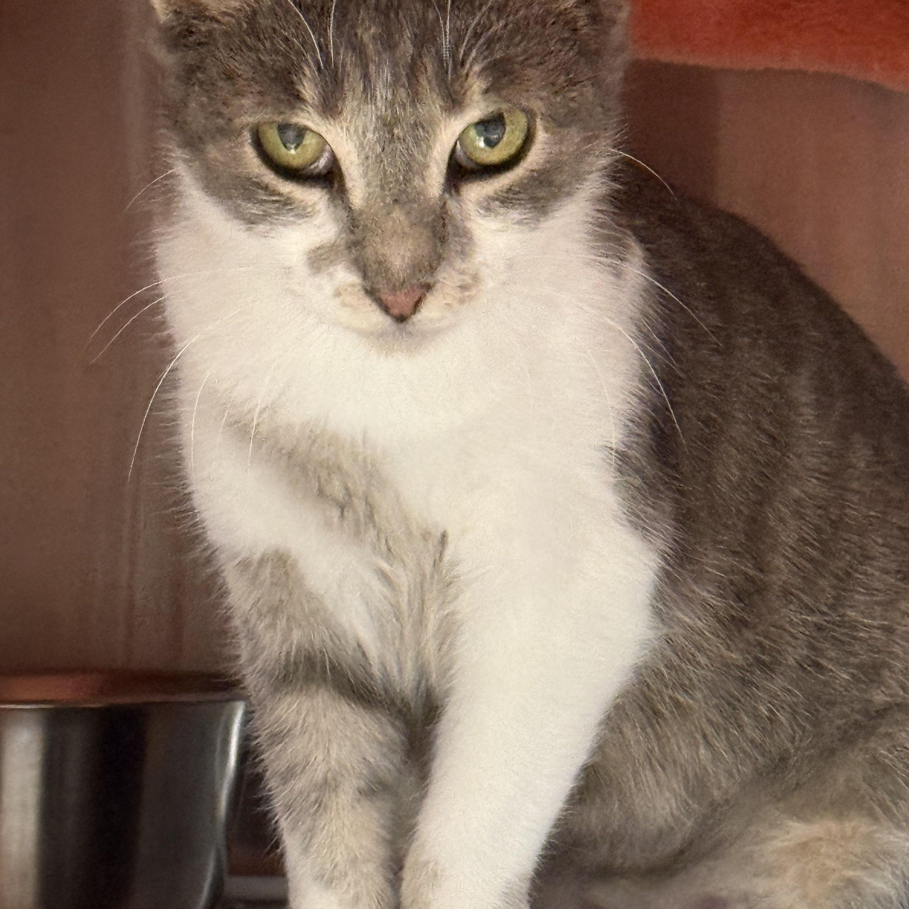 Enlarge Emory, a Adoptable Domestic Short Hair in Plymouth, MA image 3/3