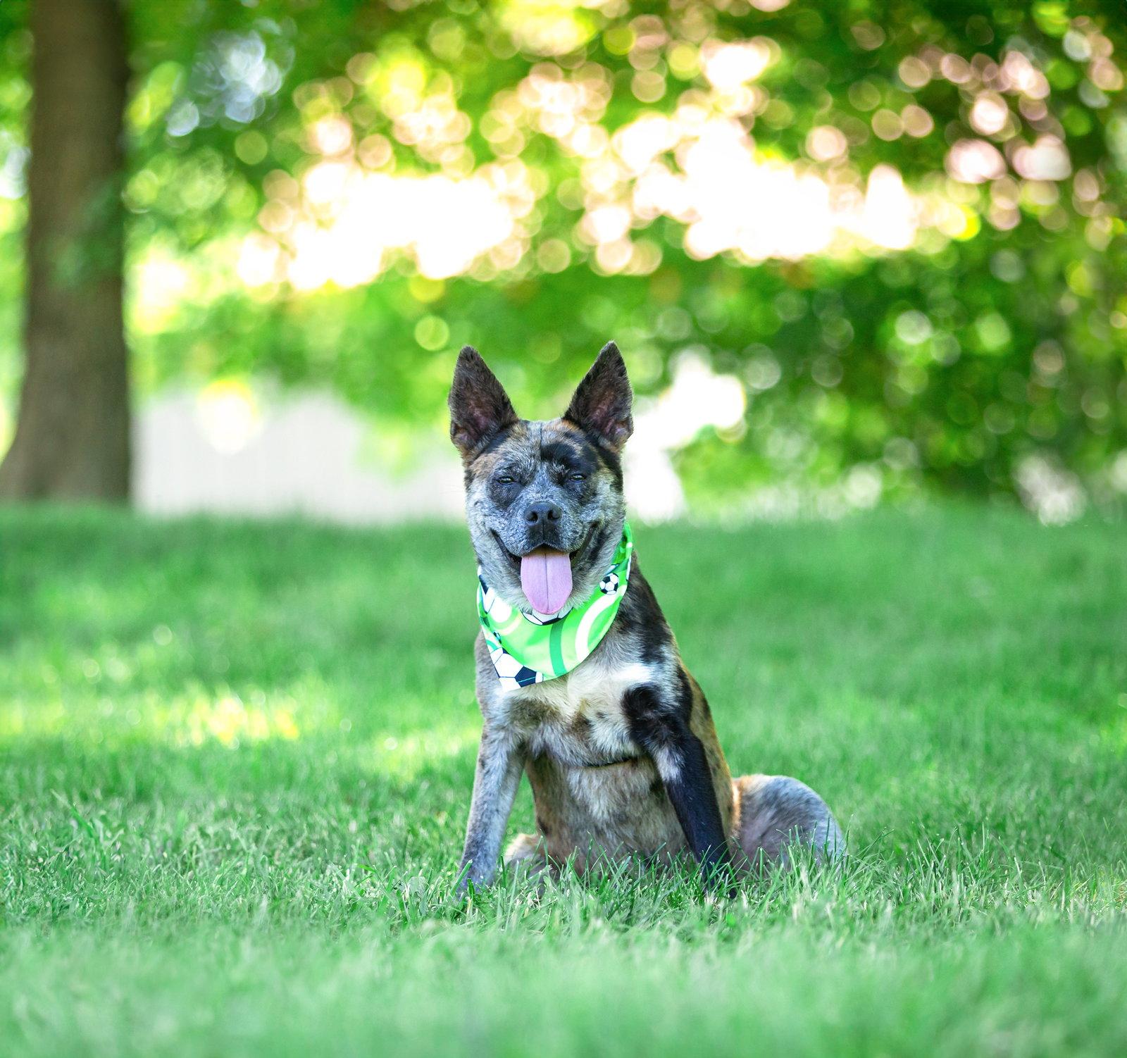 Snoopy, Adoptable, Young Male Catahoula Leopard Dog.