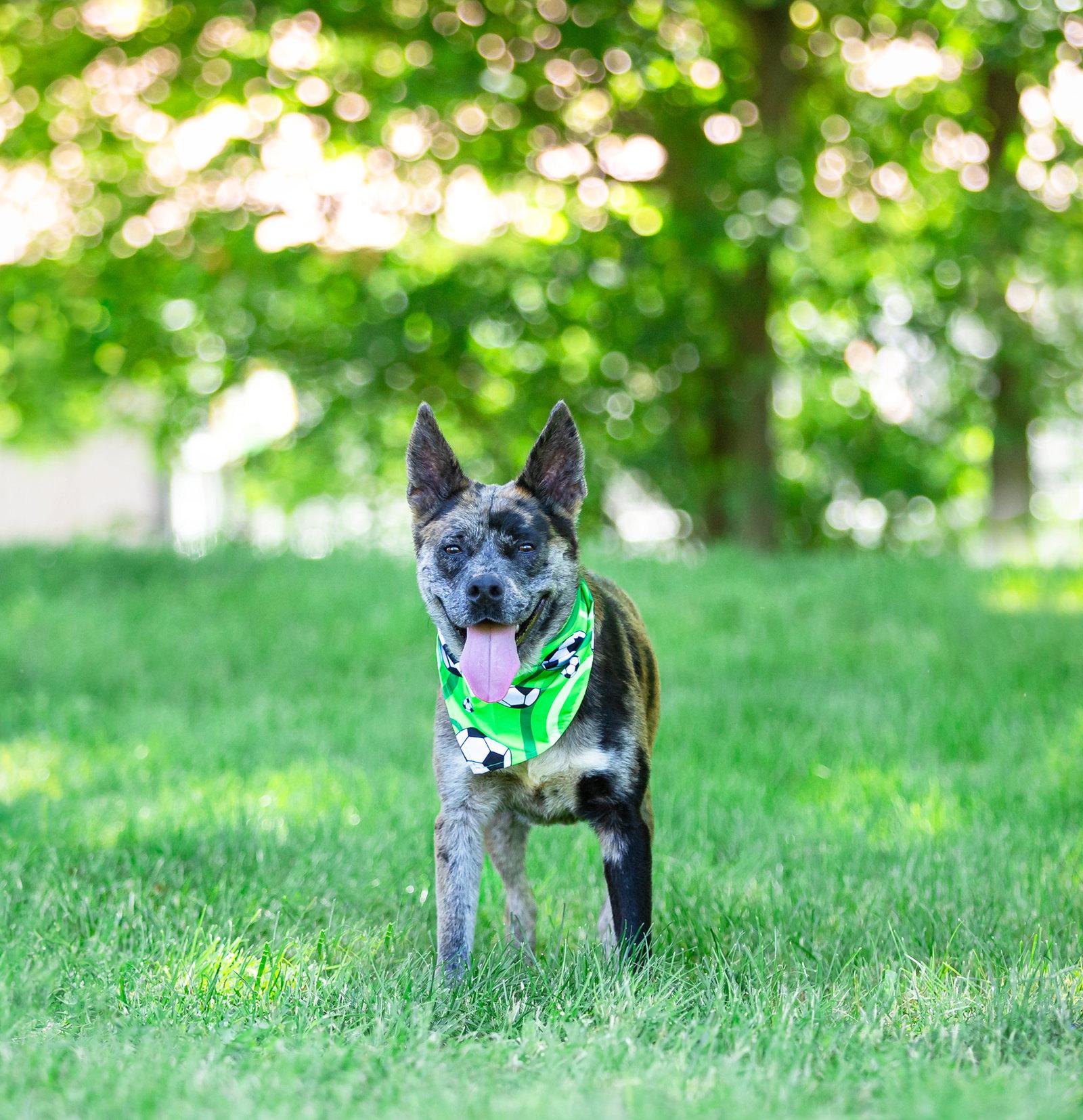 Snoopy, Adoptable, Young Male Catahoula Leopard Dog.