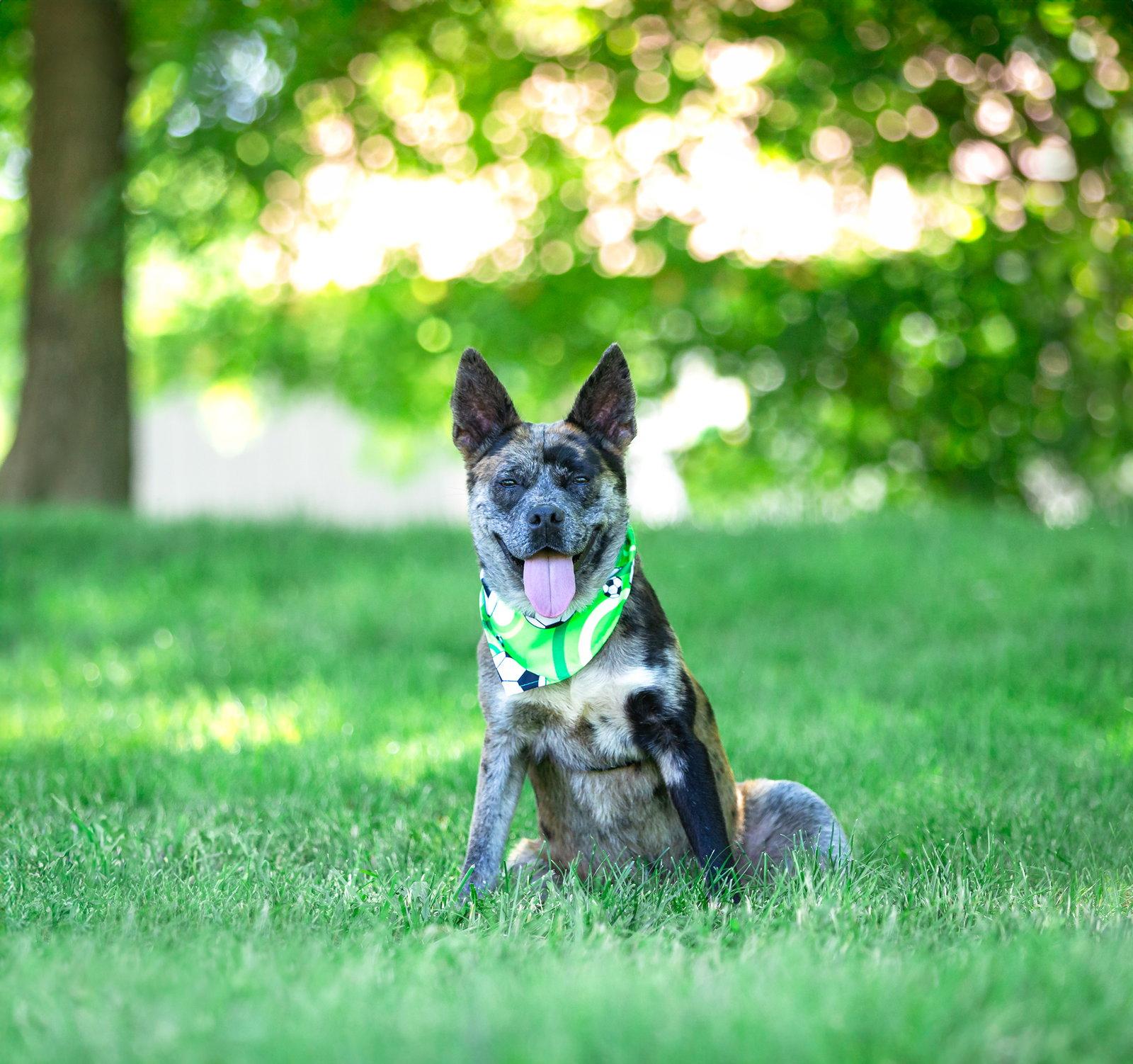 Enlarge Snoopy, a Adoptable Catahoula Leopard Dog in Coatesville, PA image 2/3