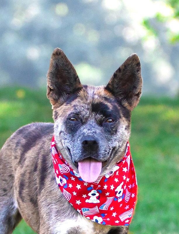 Enlarge Snoopy, a Adoptable Catahoula Leopard Dog in Coatesville, PA image 2/3