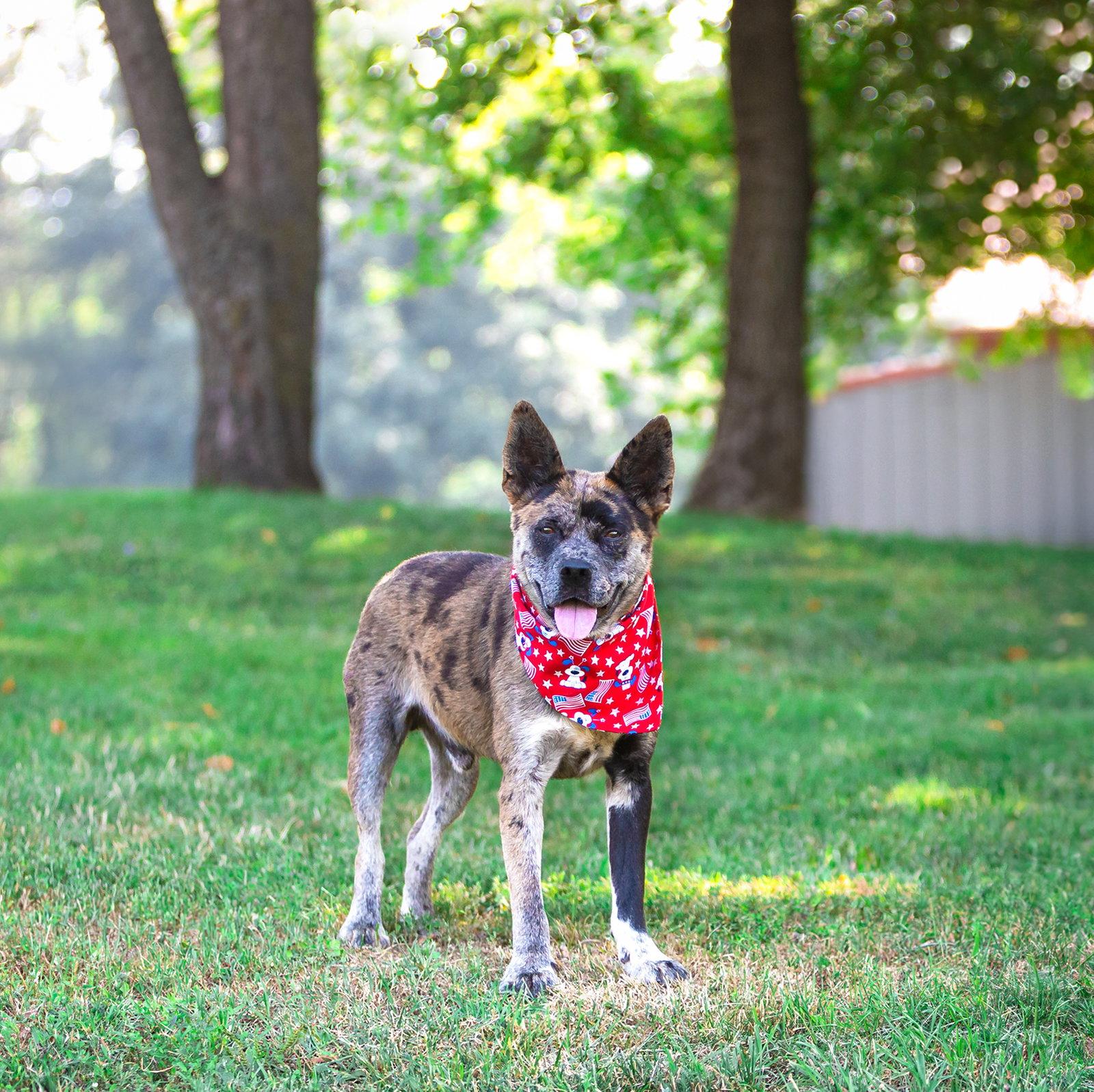 Enlarge Snoopy, a Adoptable Catahoula Leopard Dog in Coatesville, PA image 3/3