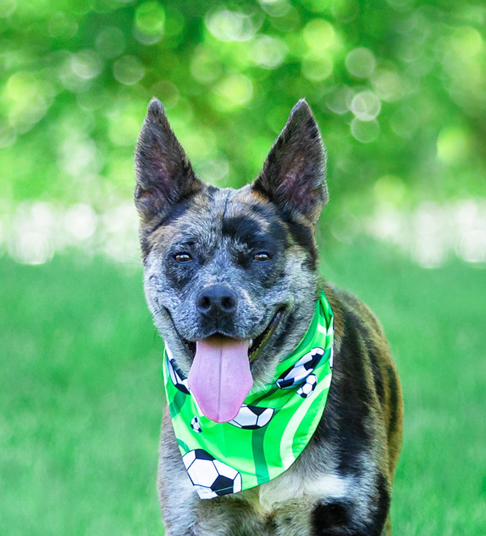 Enlarge Snoopy, a Adoptable Catahoula Leopard Dog in Coatesville, PA image 3/3