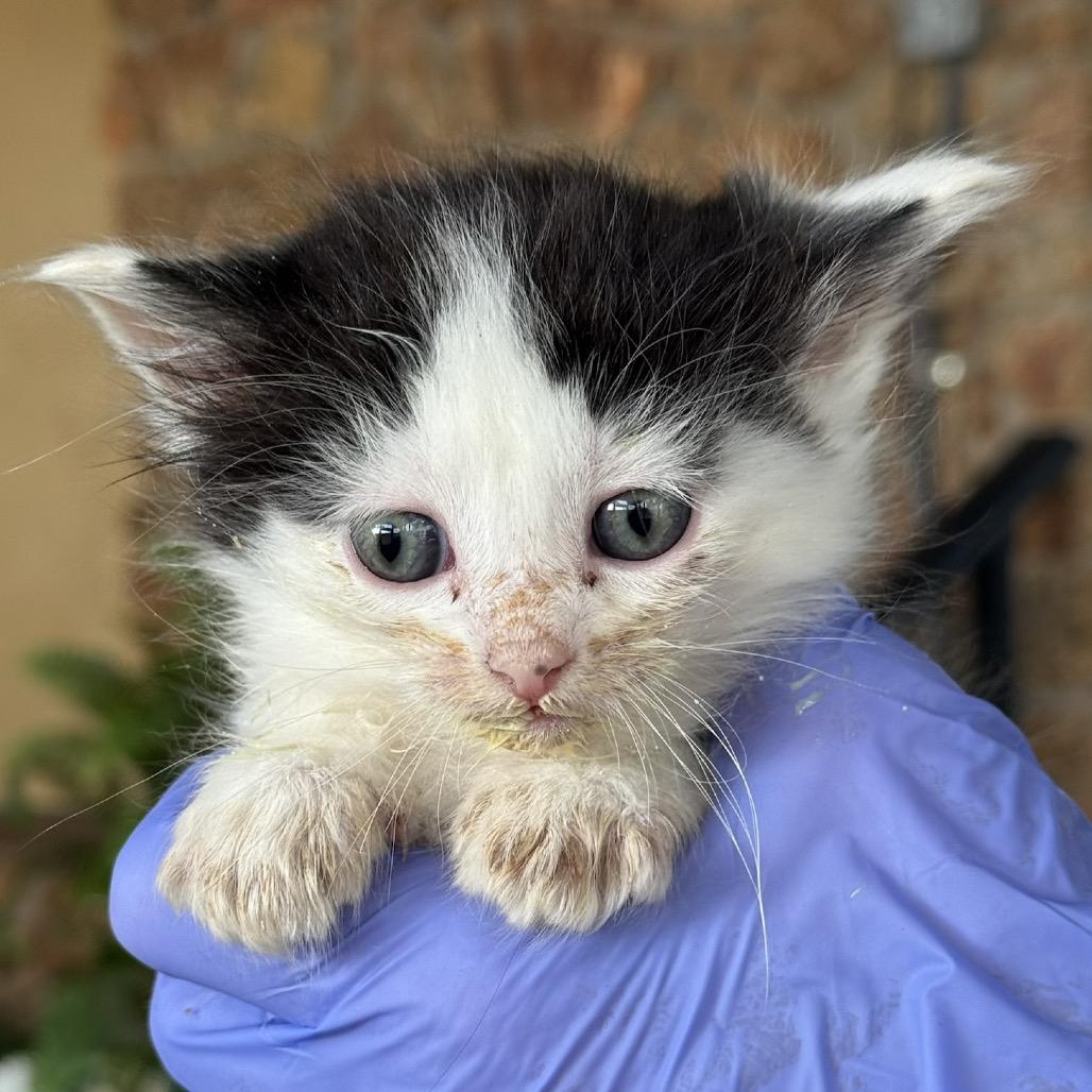 Enlarge Gigi, a Adoptable Domestic Medium Hair in Lucedale, MS image 1/1
