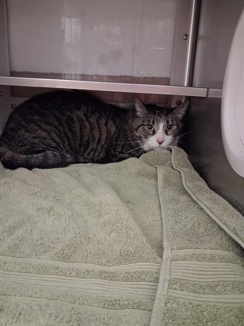 MAXWELL, Adoptable, Adult Male Domestic Short Hair.