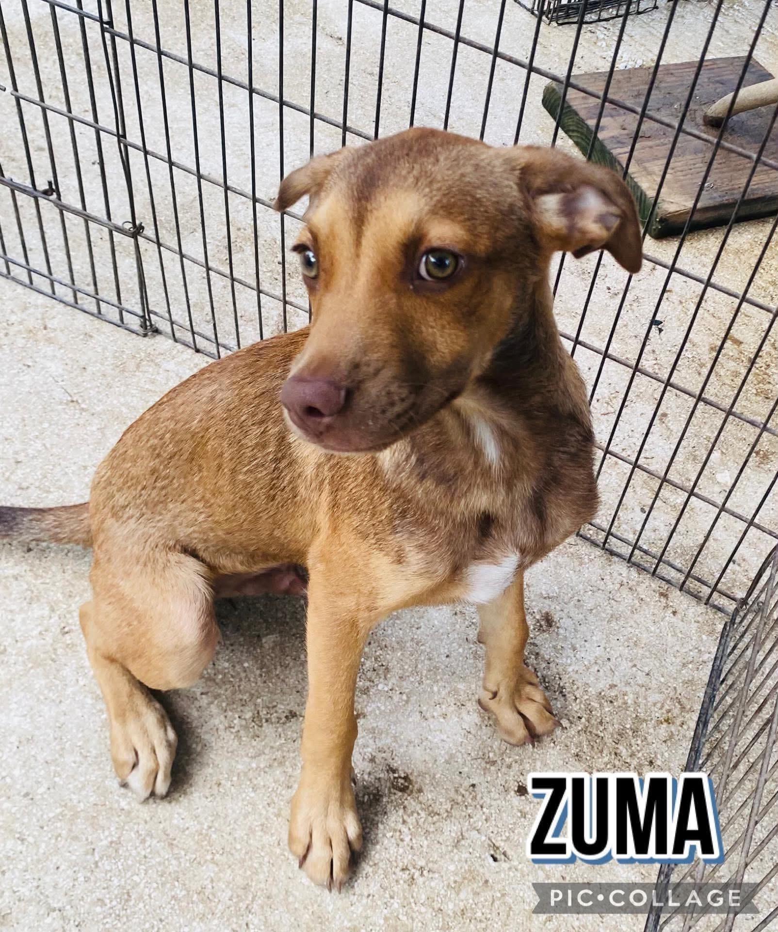 Enlarge Zuma, a Adoptable mixed breed in Milford, NH image 2/5