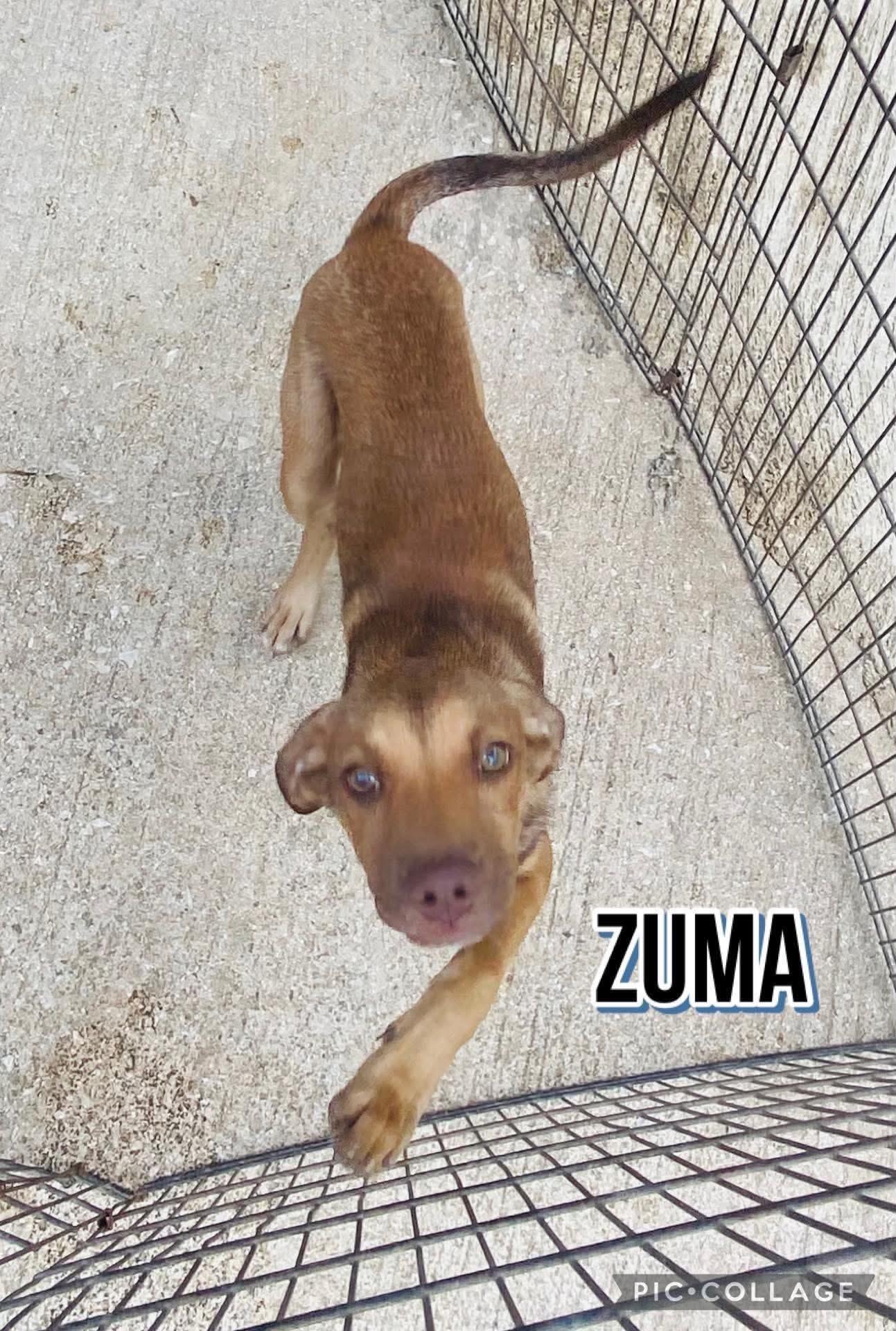 Enlarge Zuma, a Adoptable mixed breed in Milford, NH image 3/5