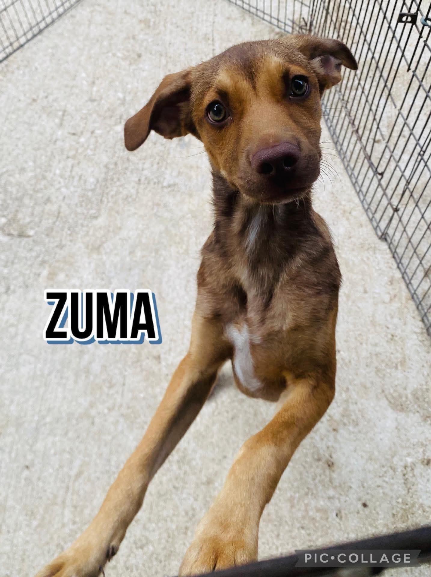 Enlarge Zuma, a Adoptable mixed breed in Milford, NH image 5/5