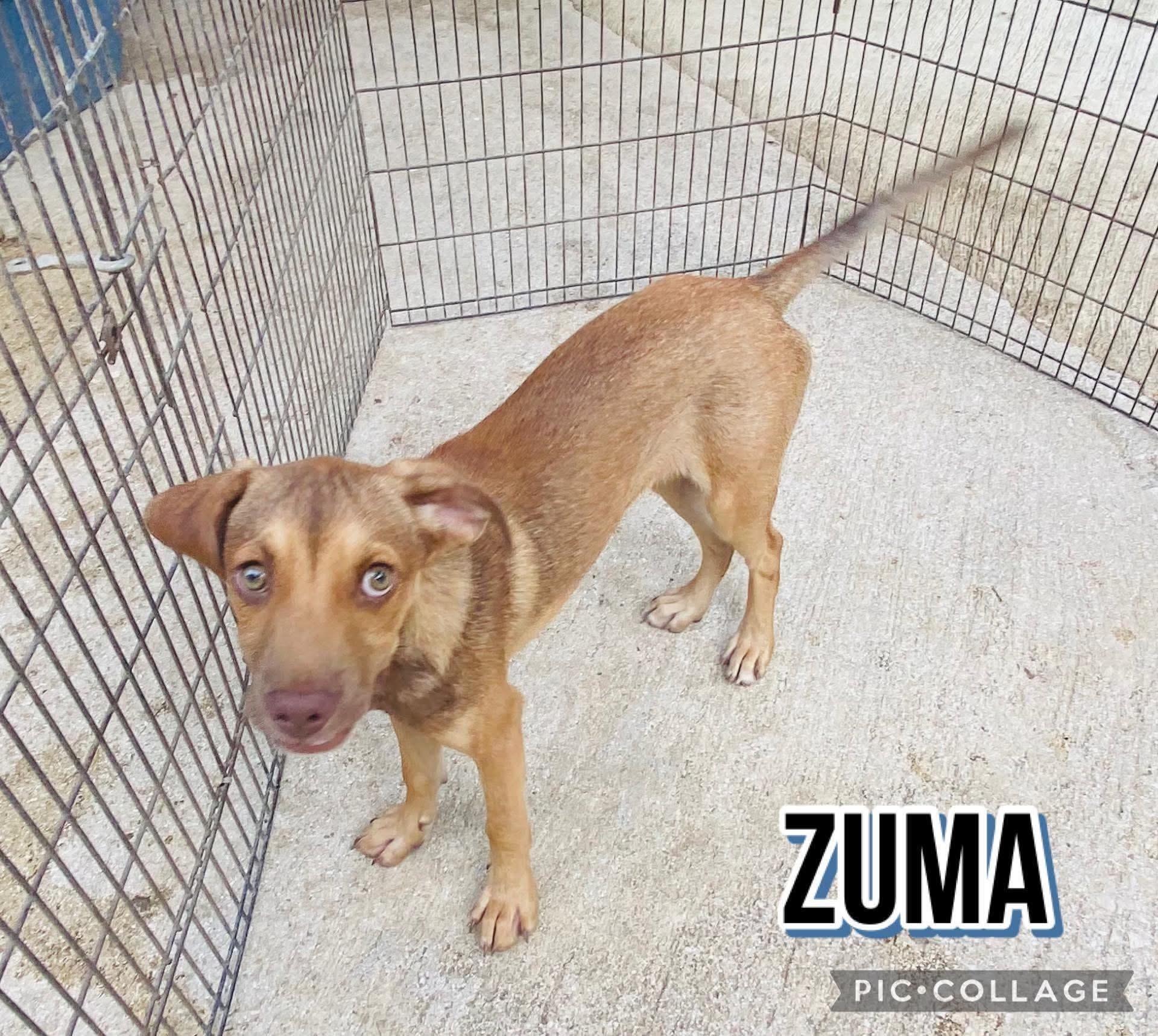 Enlarge Zuma, a Adoptable mixed breed in Milford, NH image 1/5