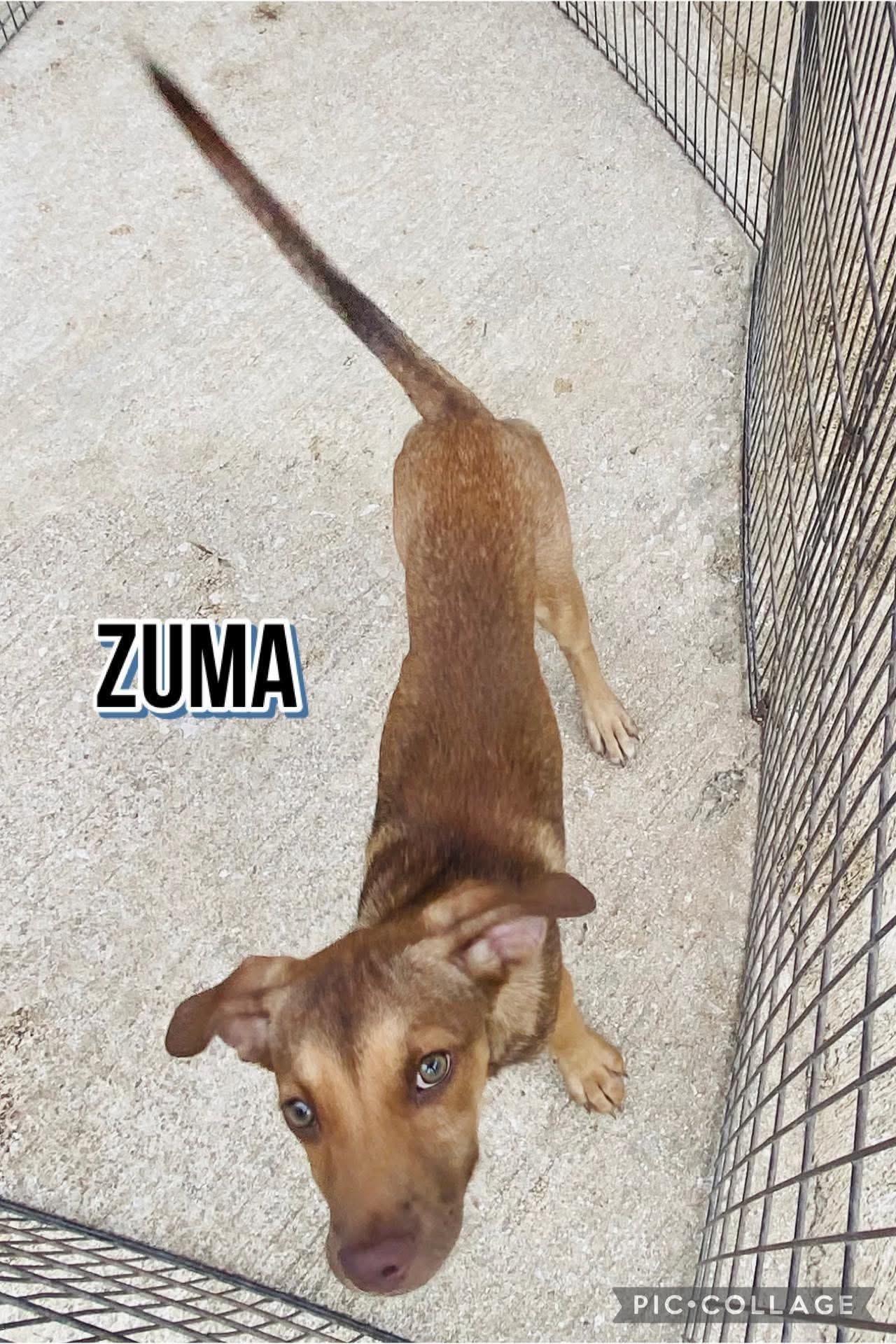 Enlarge Zuma, a Adoptable mixed breed in Milford, NH image 4/5