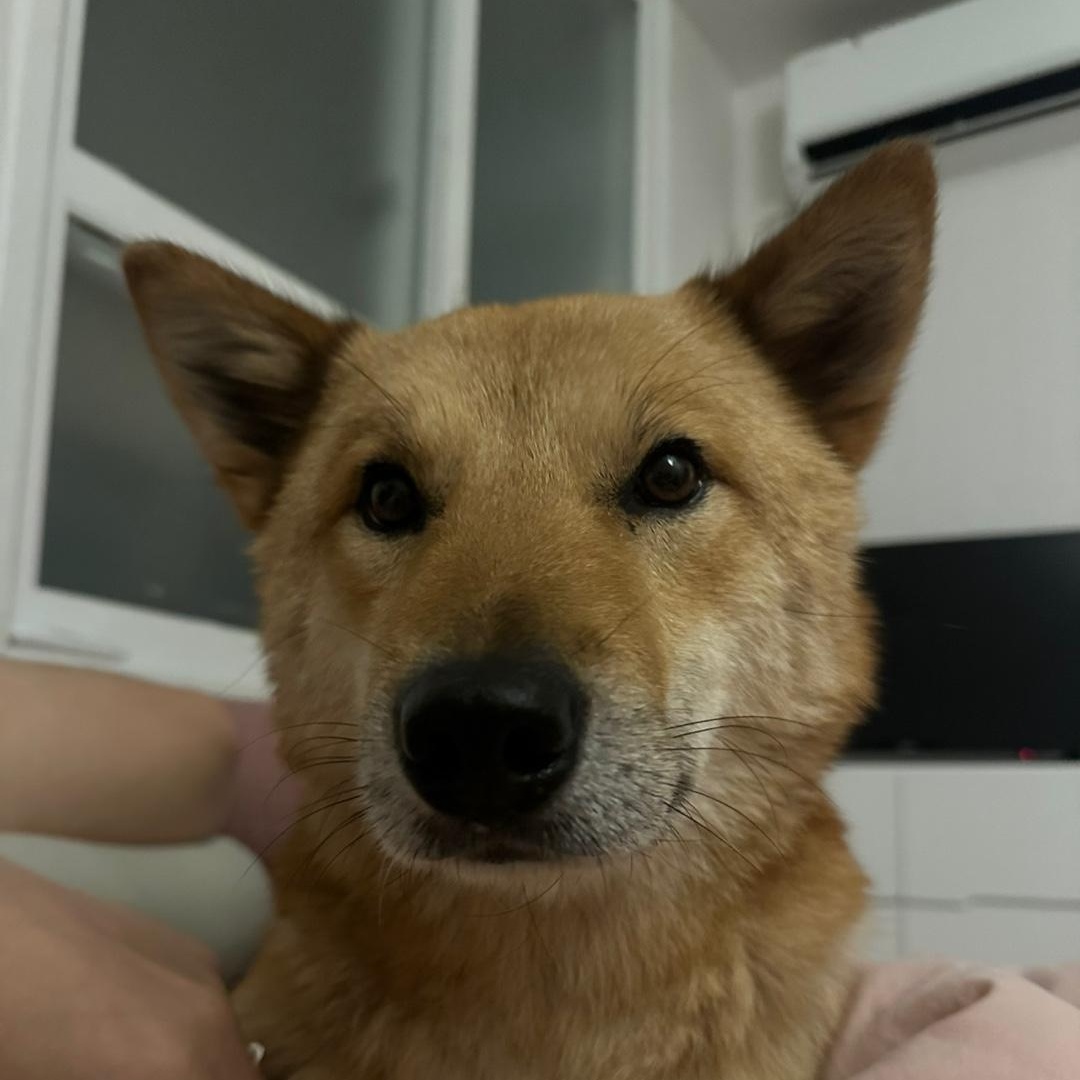 Enlarge Siho, a Adoptable mixed breed in Westbrook , ME image 4/5